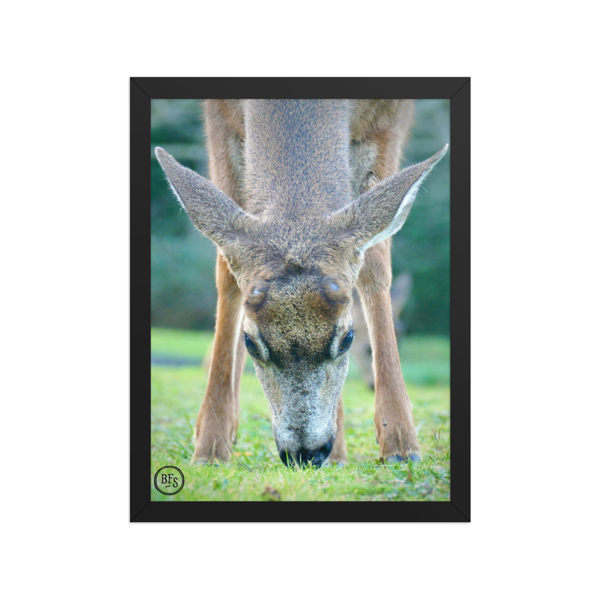 Framed Poster - Woodland Deer
