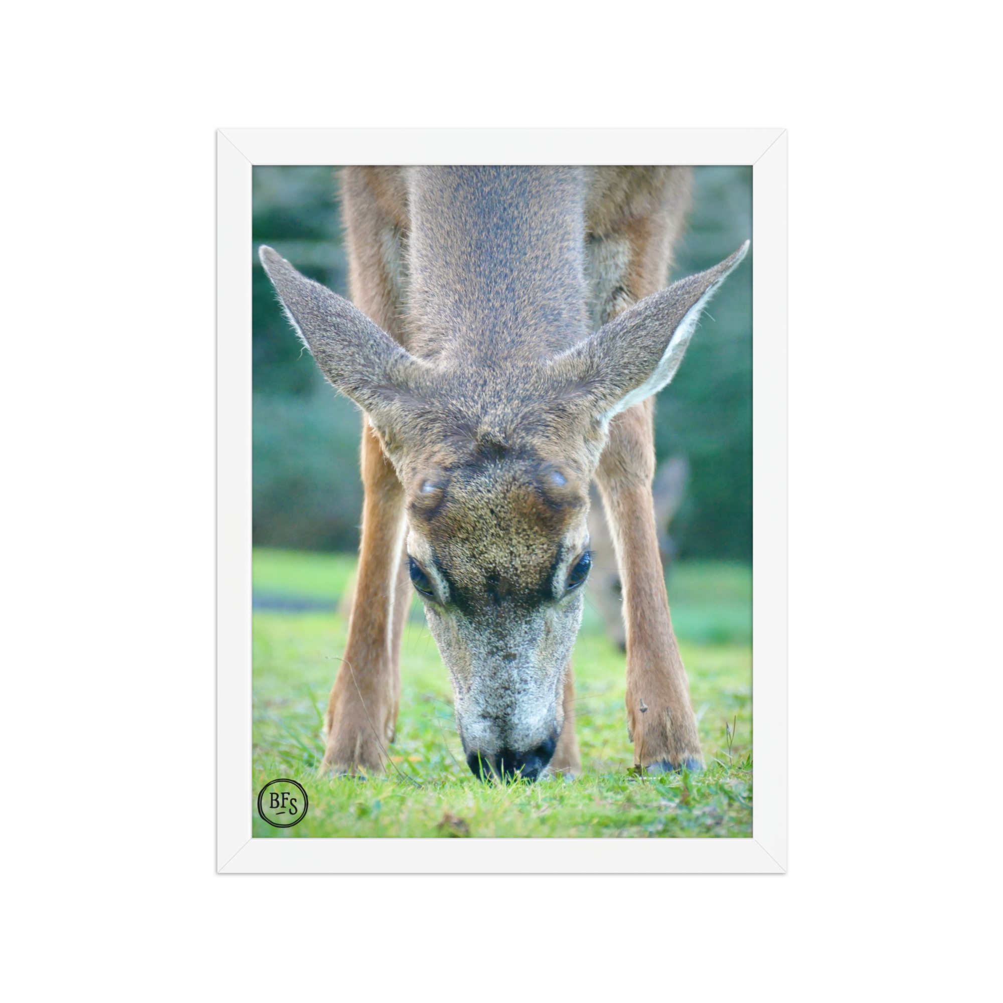 Framed Poster - Woodland Deer
