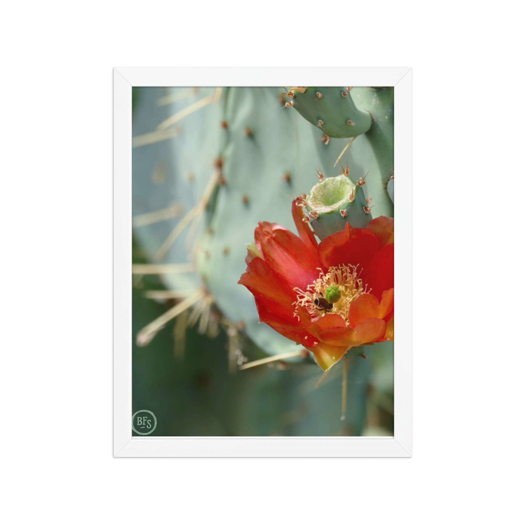 Framed Print - Cactus Bloom