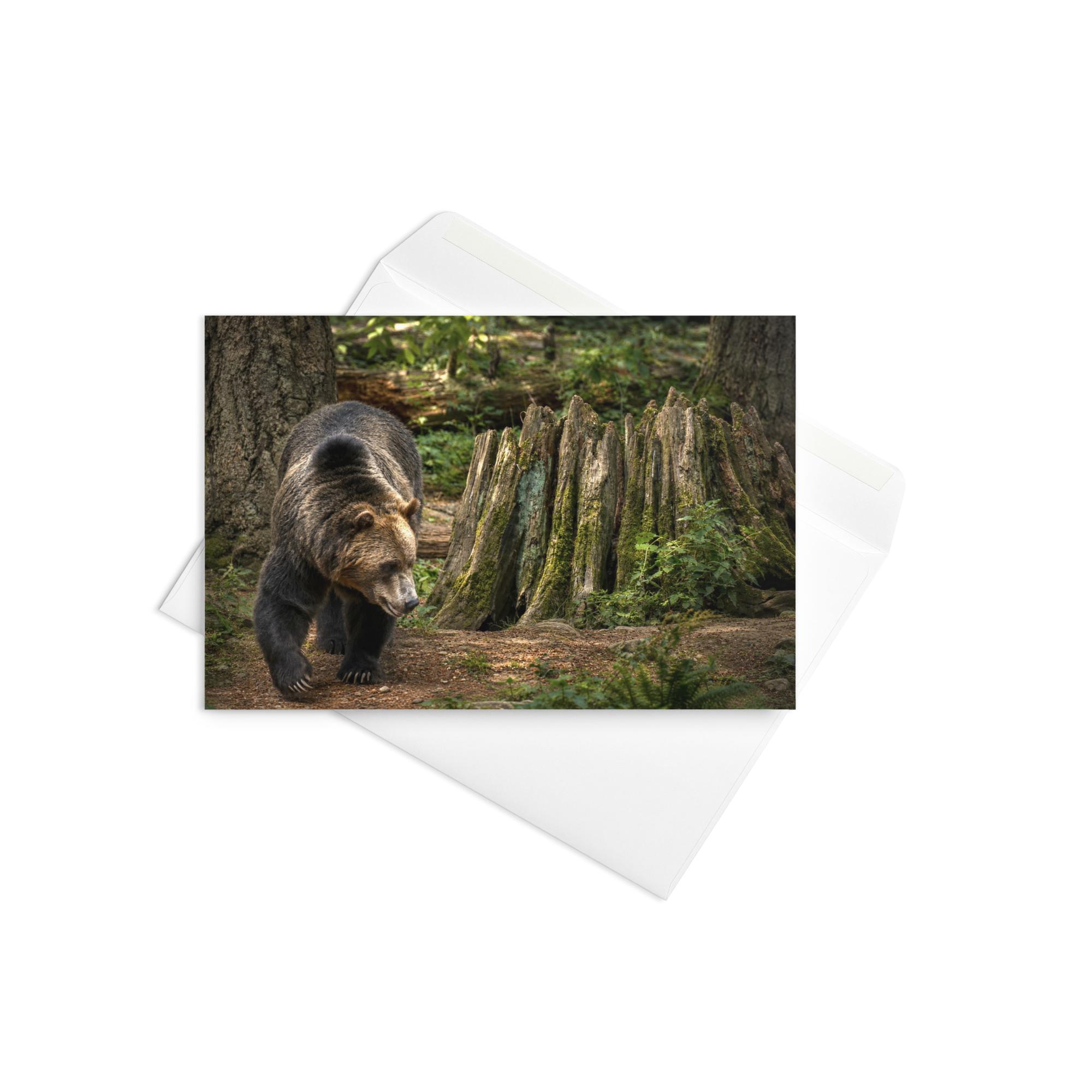 Card - Hi Bear!