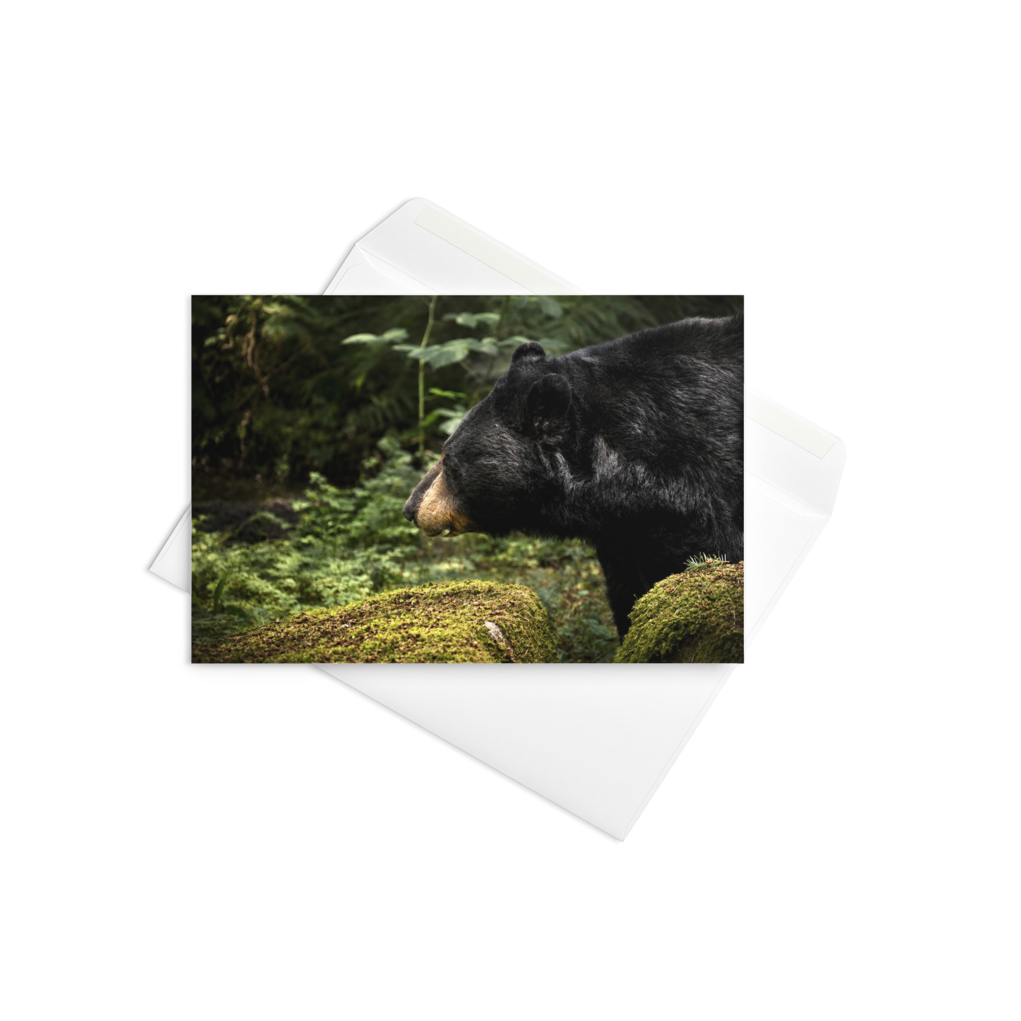Card - Hi Bear! (2)