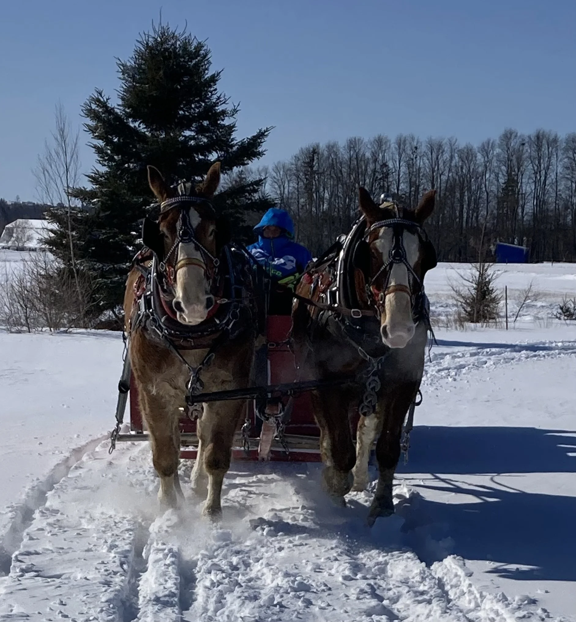 Sleigh ride 2024