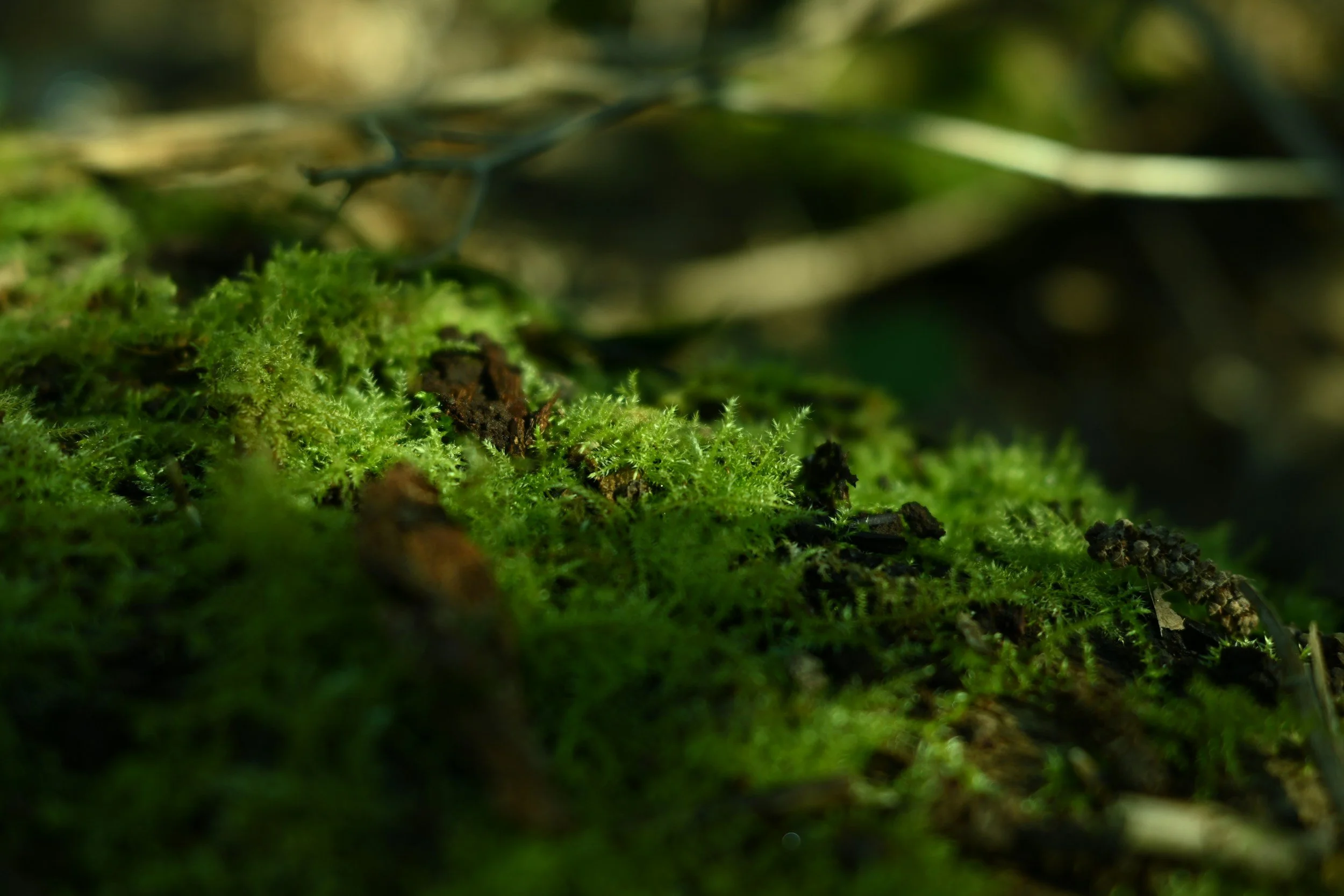 Refillable candle wax refill