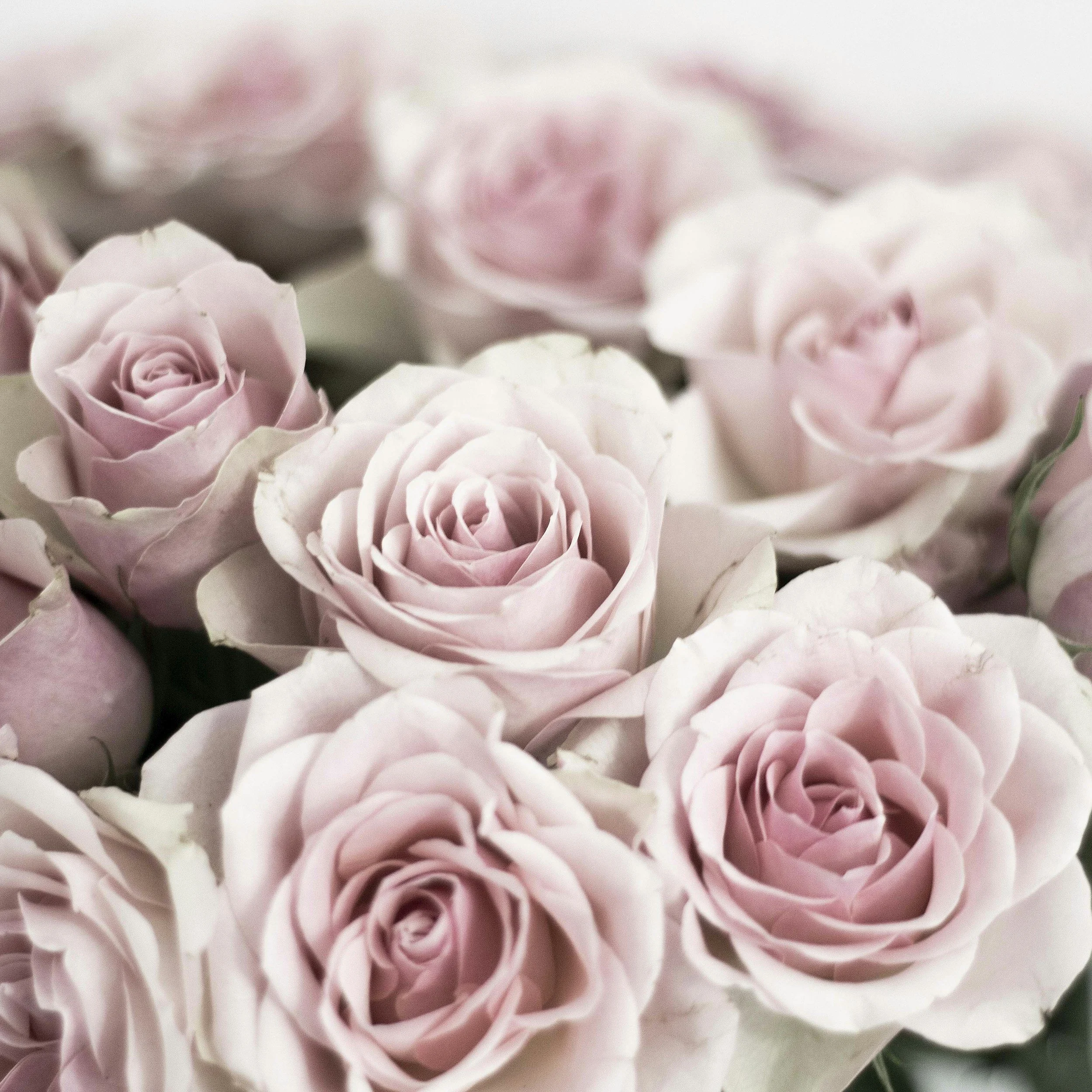 pink roses