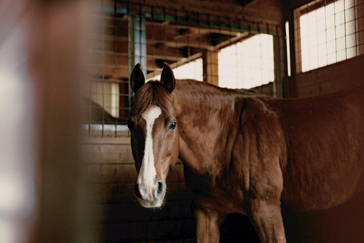 A young brown horse with a white blaze on its face standing inside a wooden barn.
