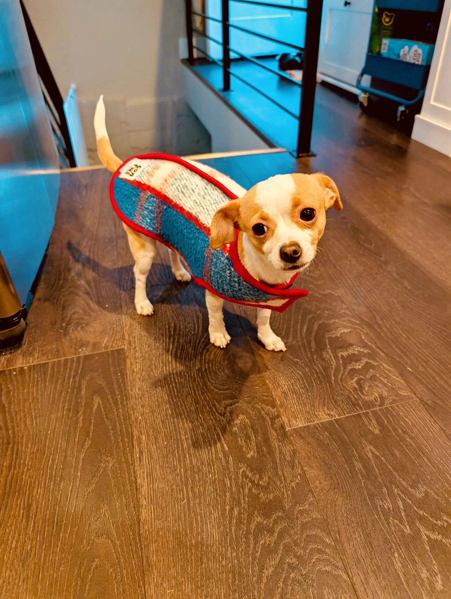 The Tiny Dog Vest