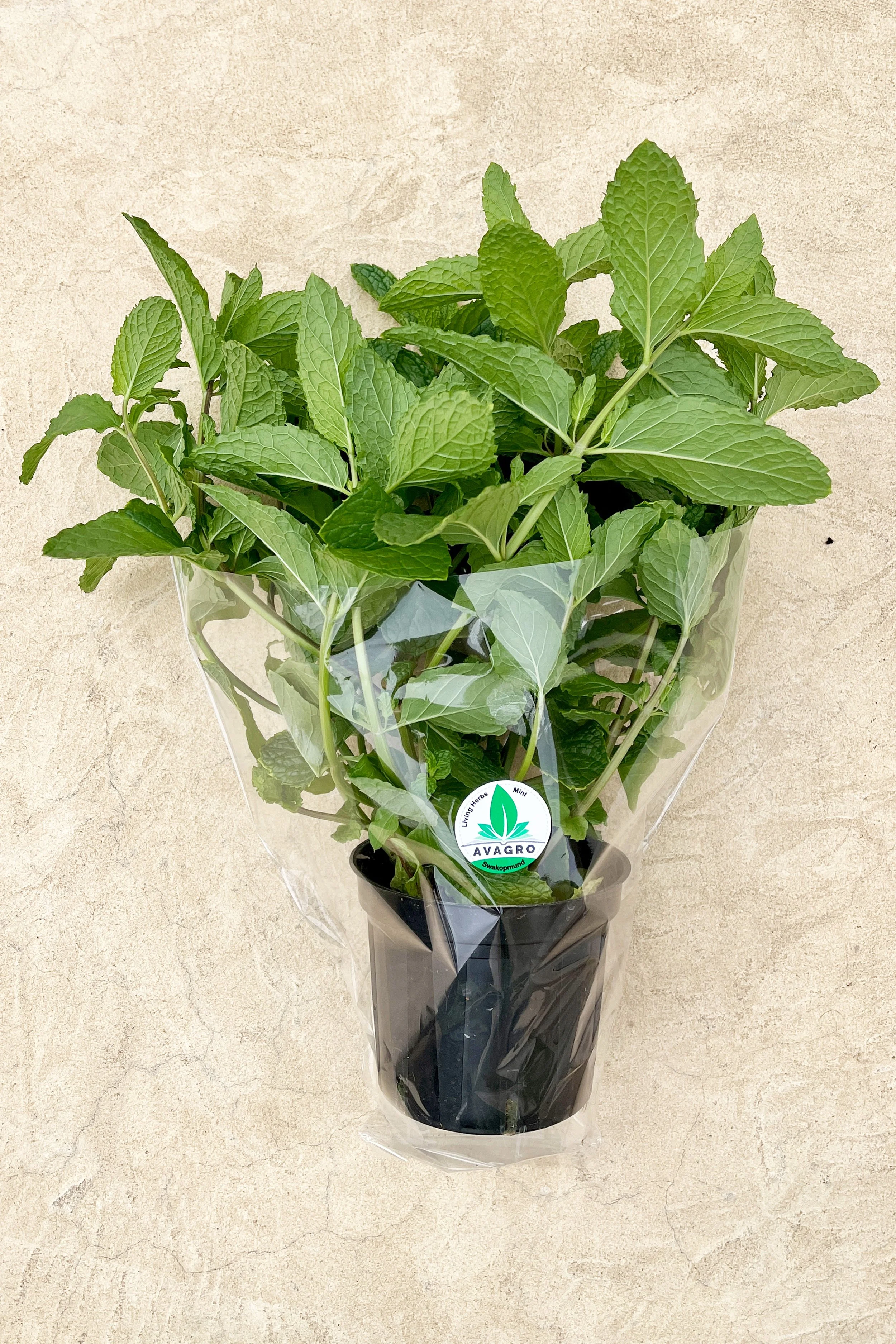 Mint.jpg