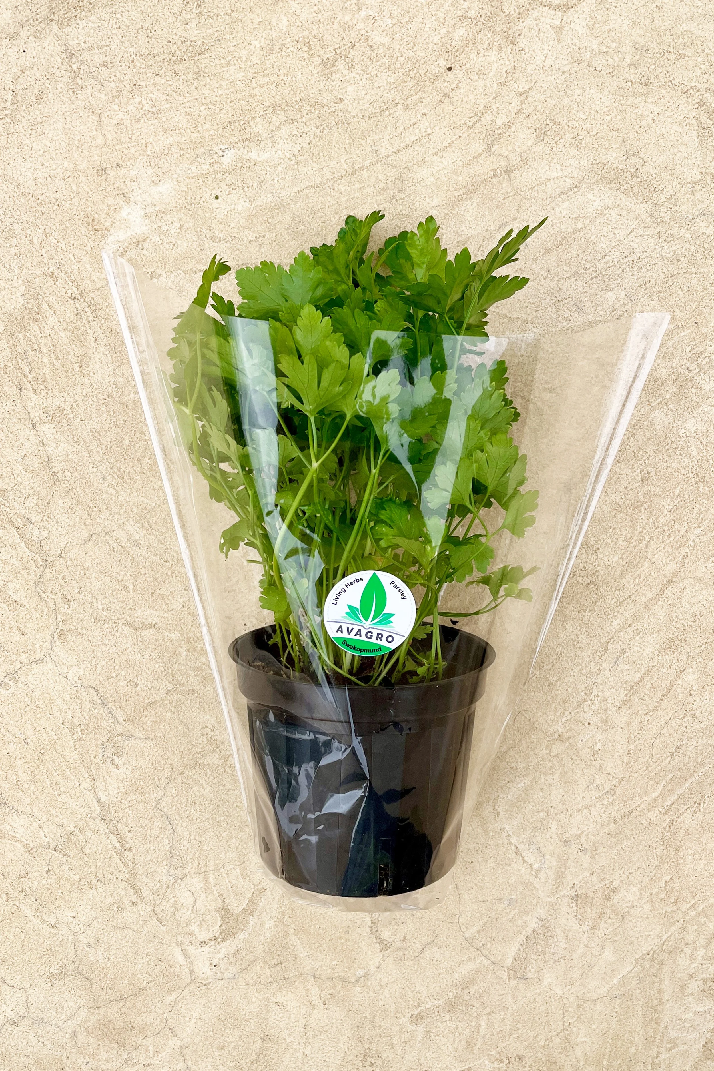 Parsley.jpg