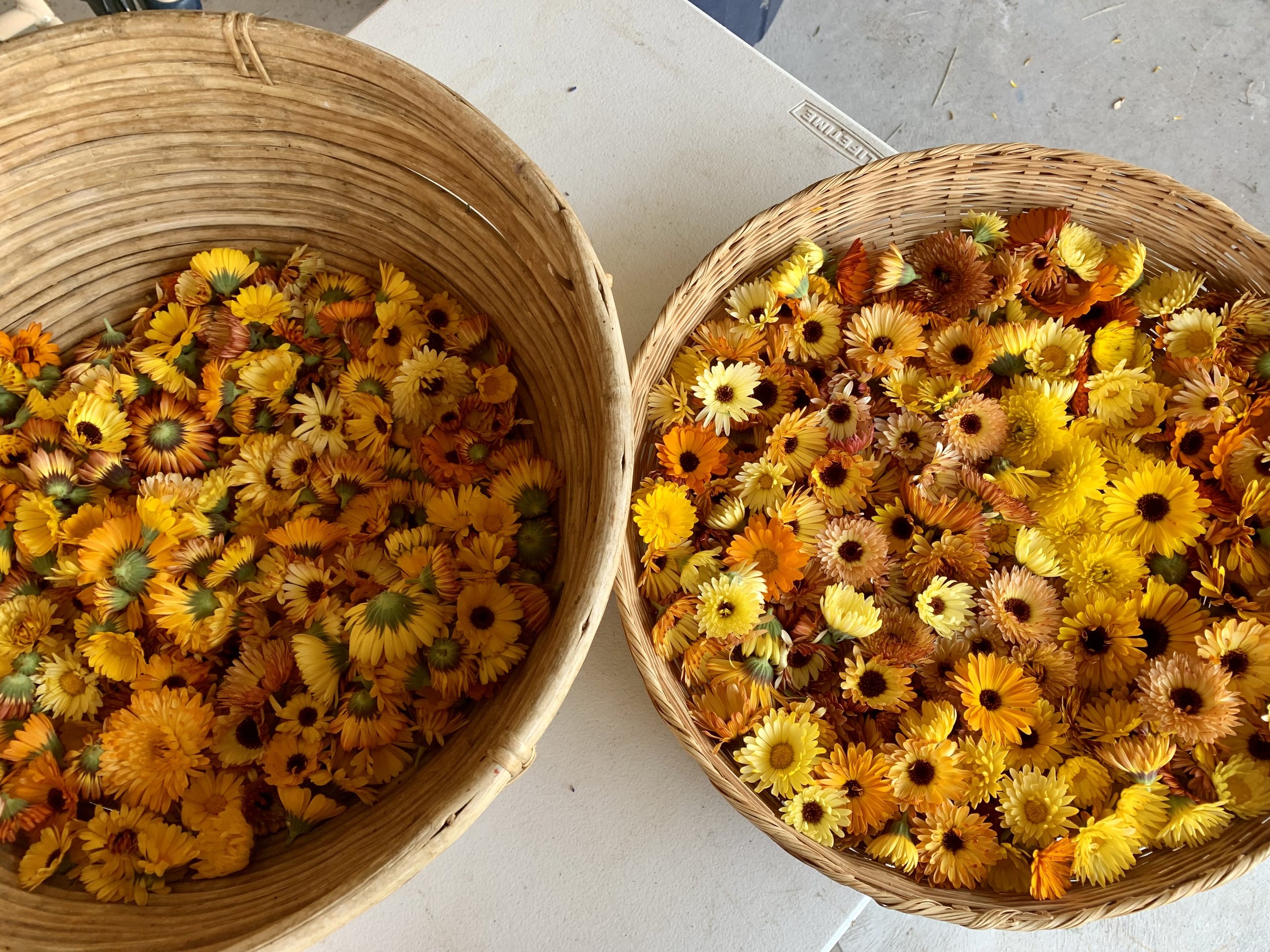calendula harvest, ute land, 2021