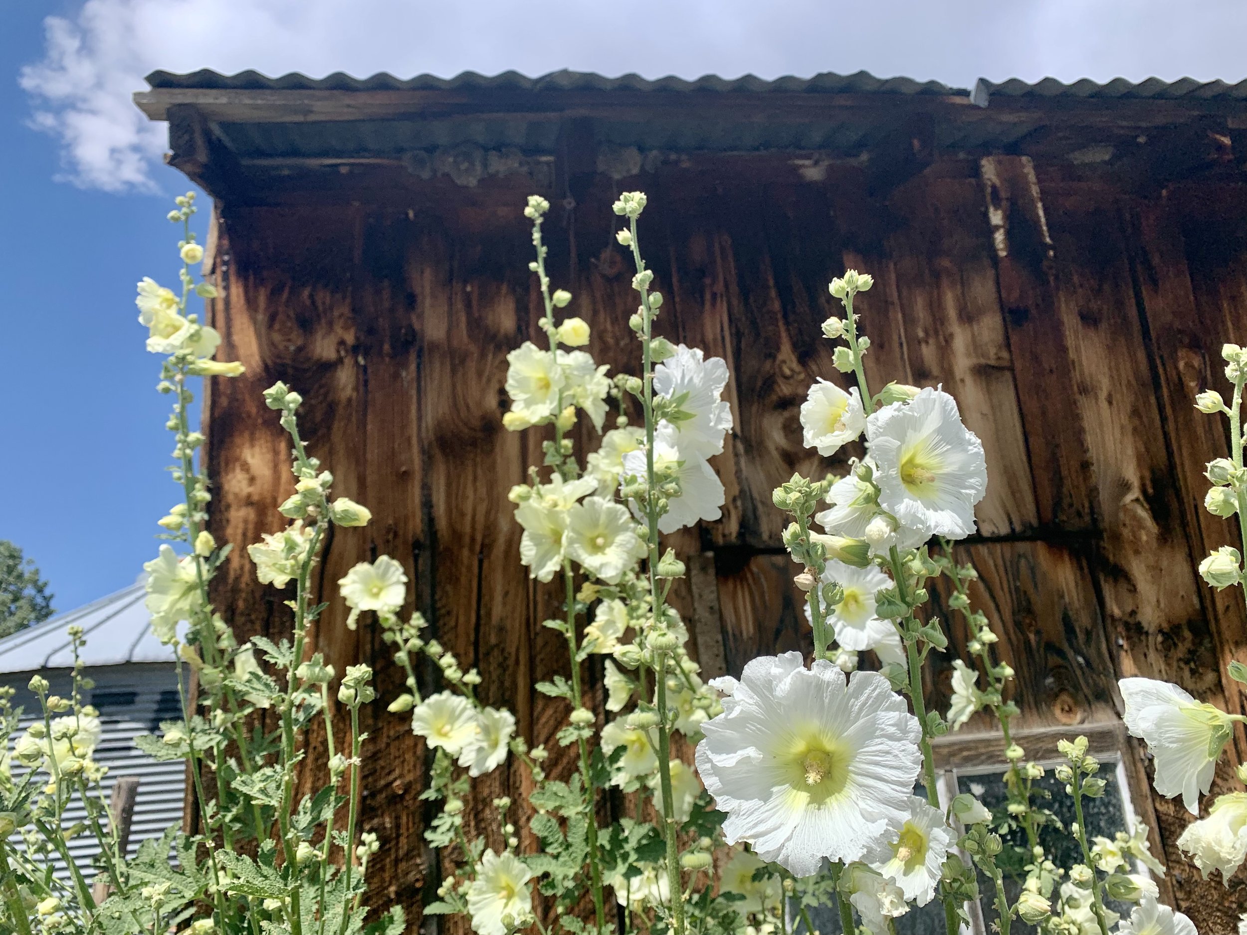 hollyhocks, ute land, 2021