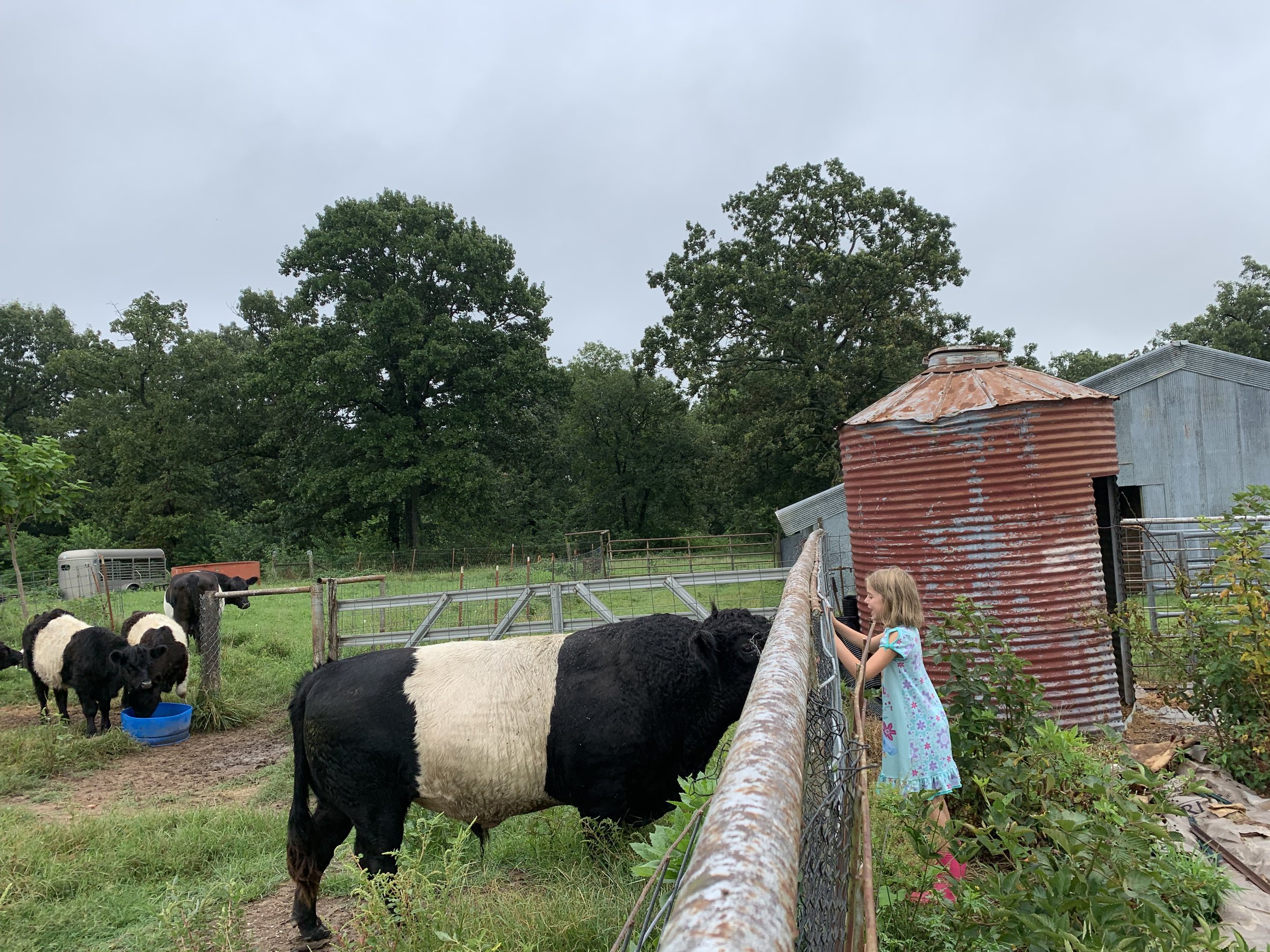 C and bull, kiikaapoi land, 2019