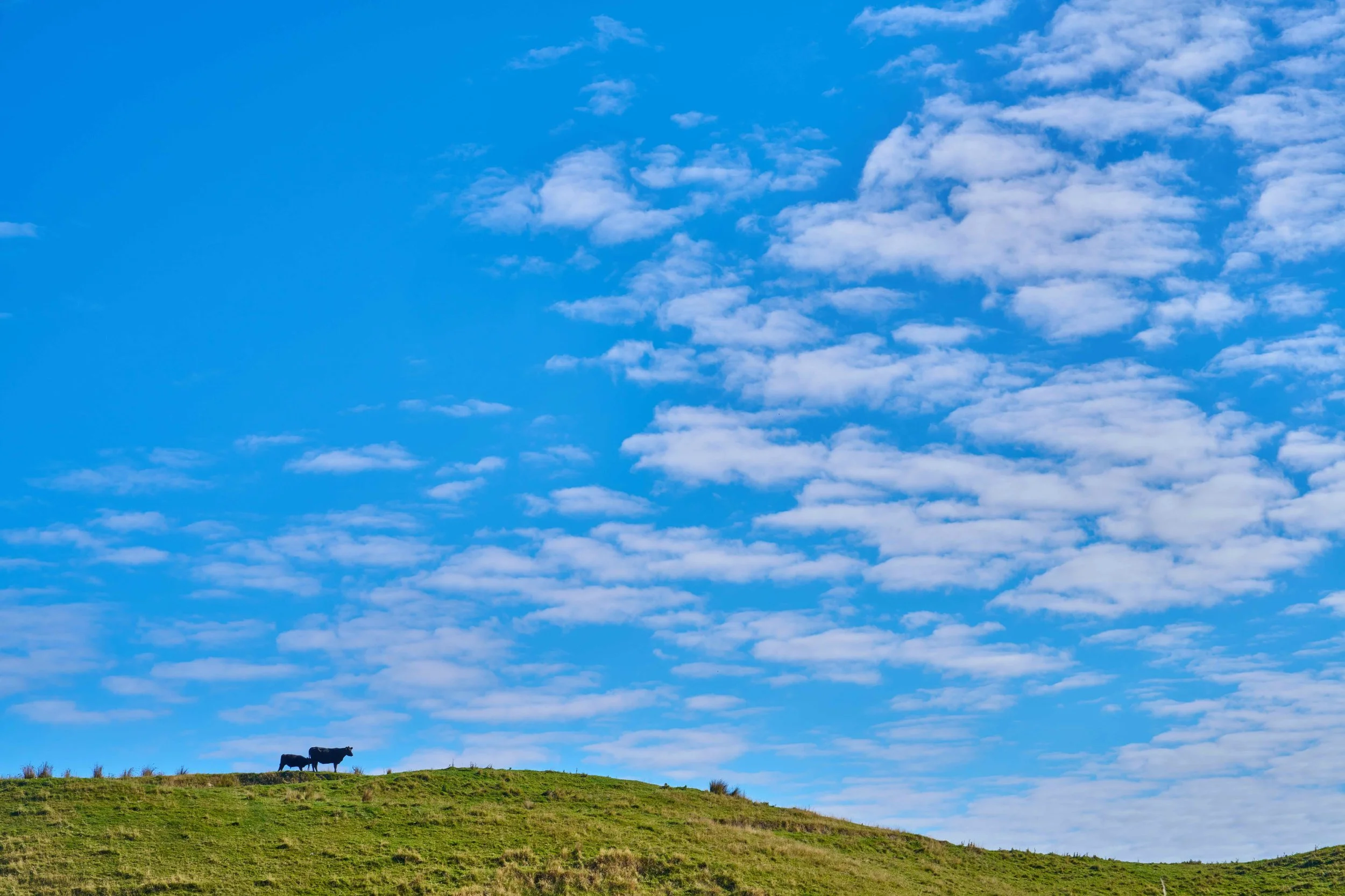 _DSC1619.jpeg