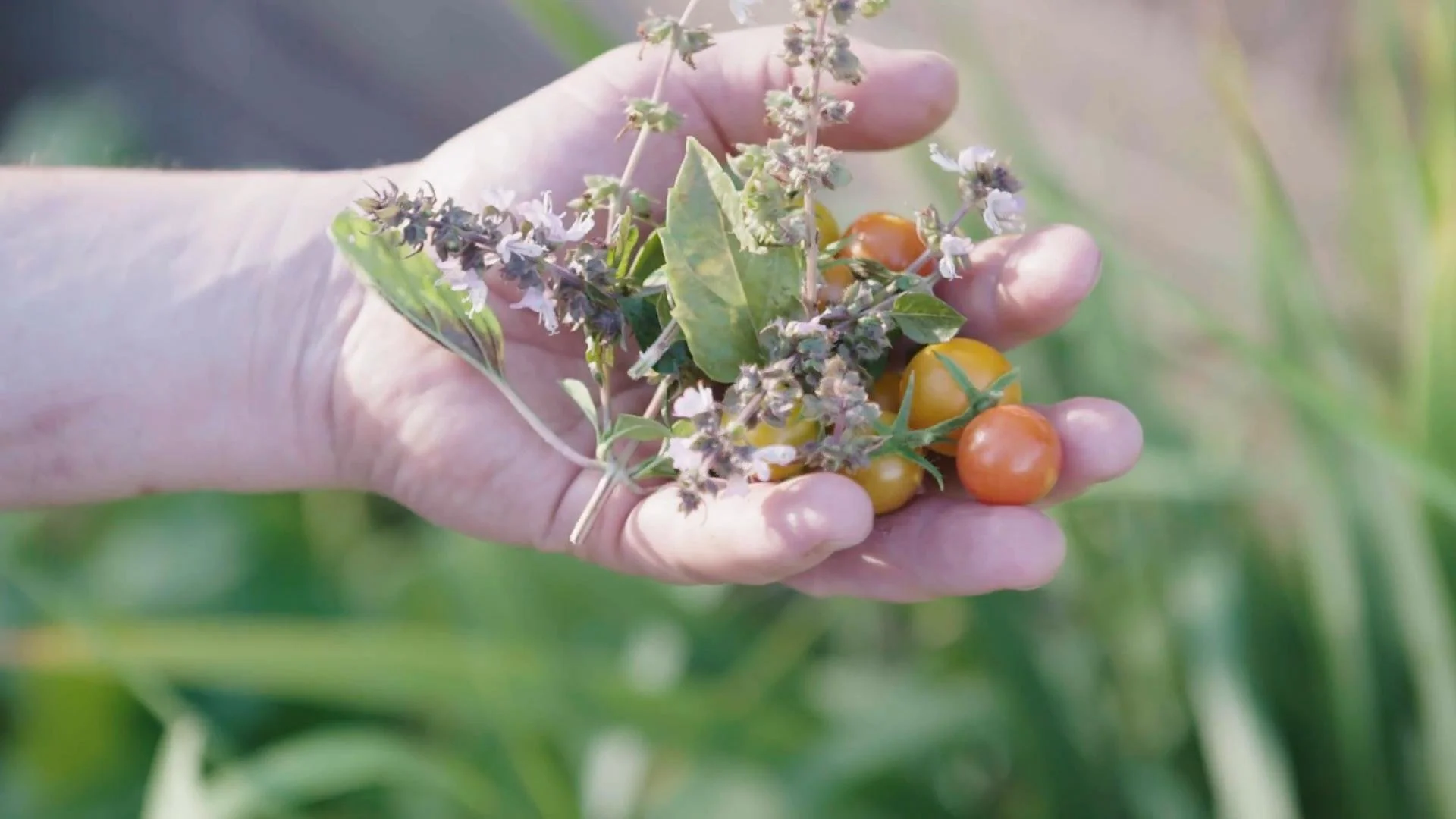 Close-up of a hand holding cherry tomatoes and plant leaves with purple flowers, outdoors during daytime.