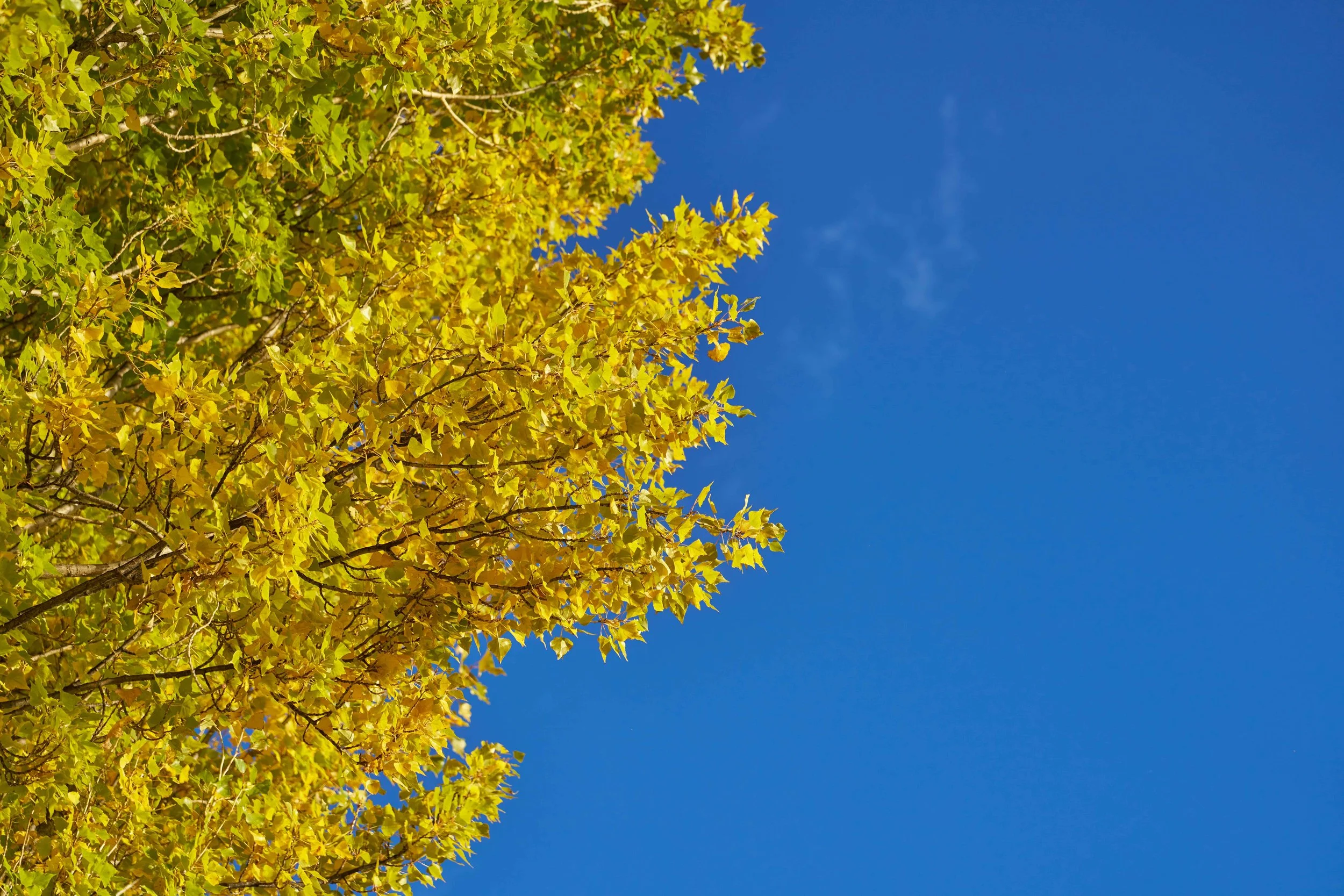 _DSC2437.jpeg