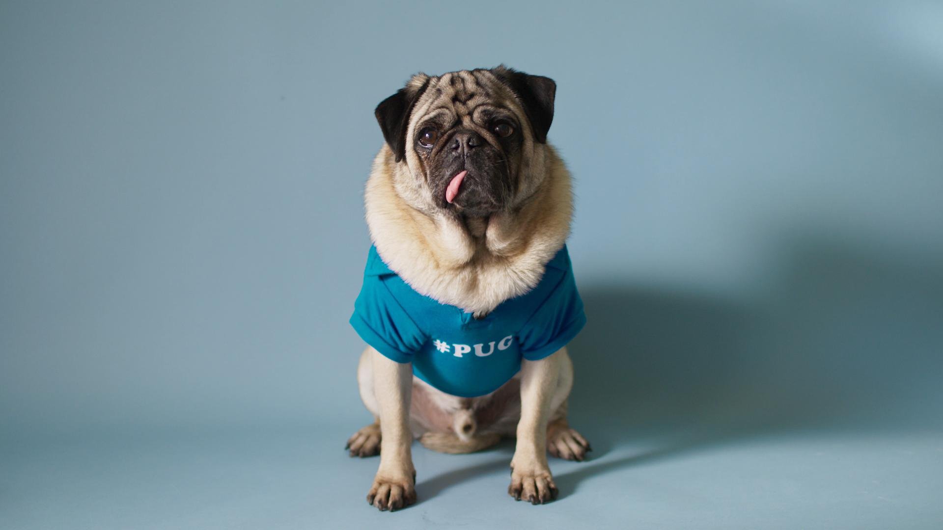 AdditionFinancial_Pug_15_00000223.JPG