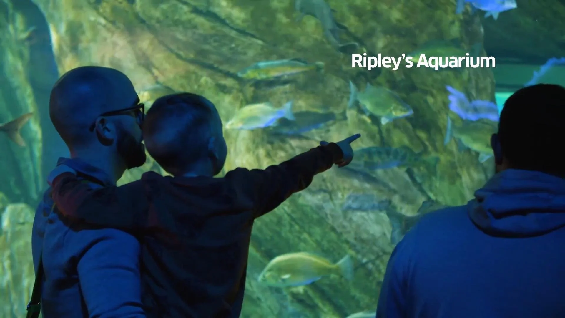 Three people observing fish and marine life in Ripley's Aquarium. One person, wearing glasses, points at the tank while the others look on.