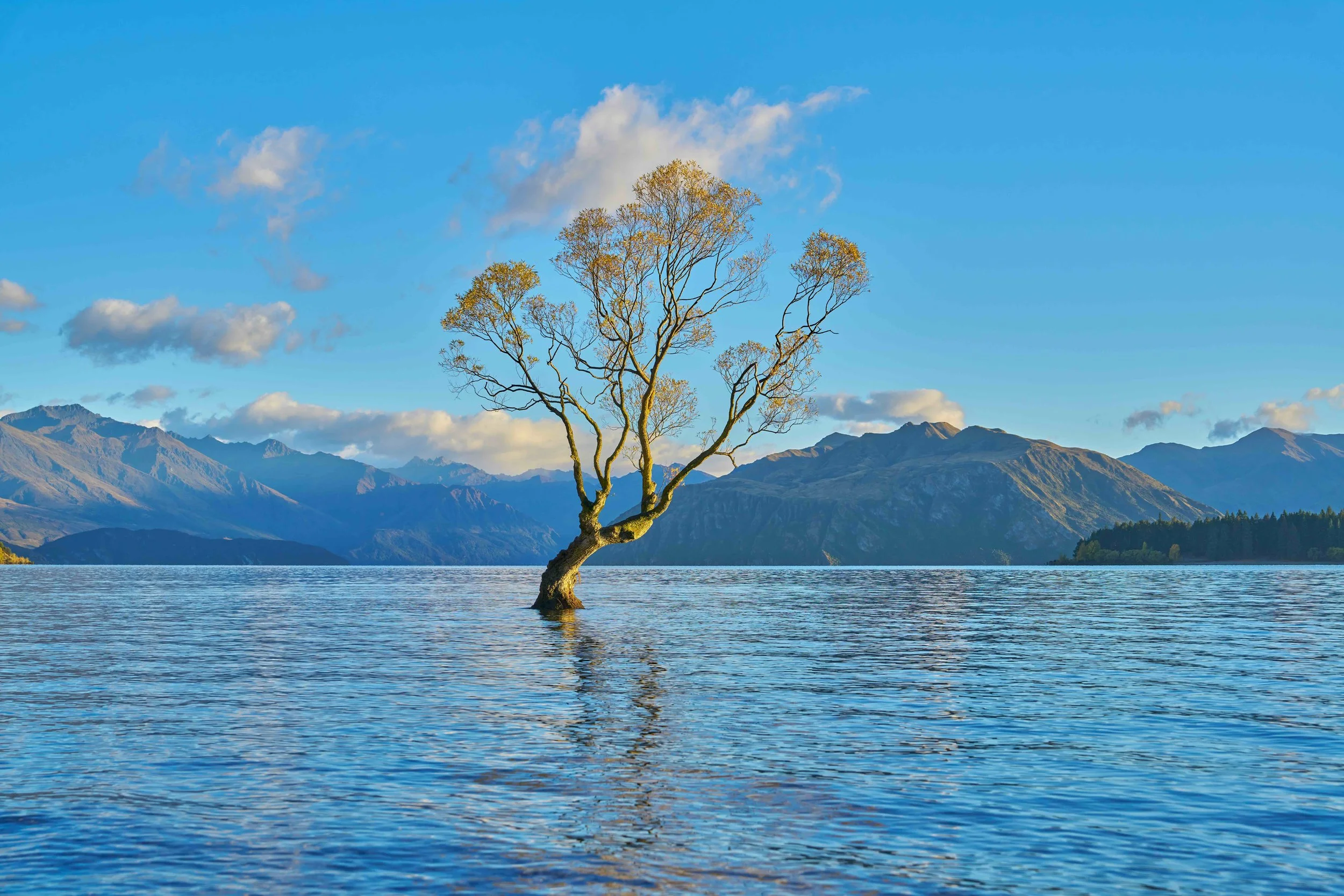 A tree growing in a body of water with mountains and a blue sky in the background.