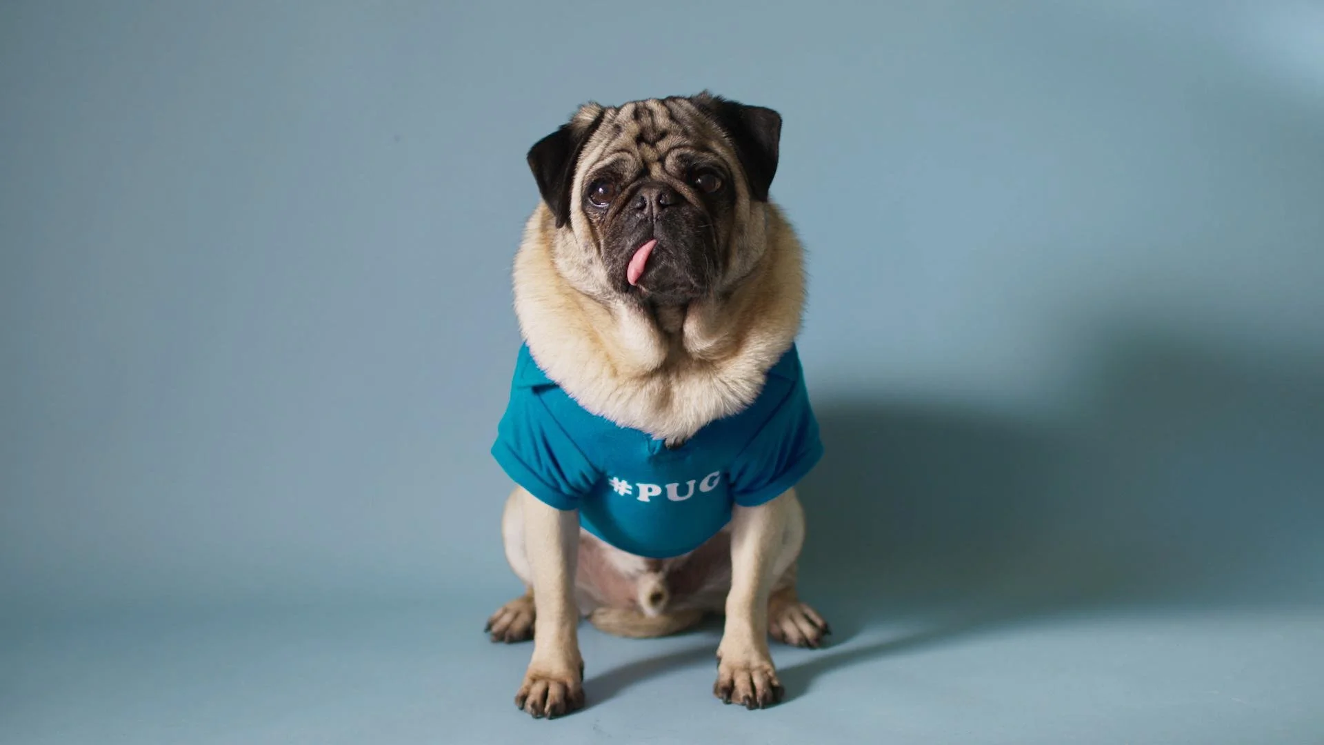 AdditionFinancial_Pug_15_00000219.JPG