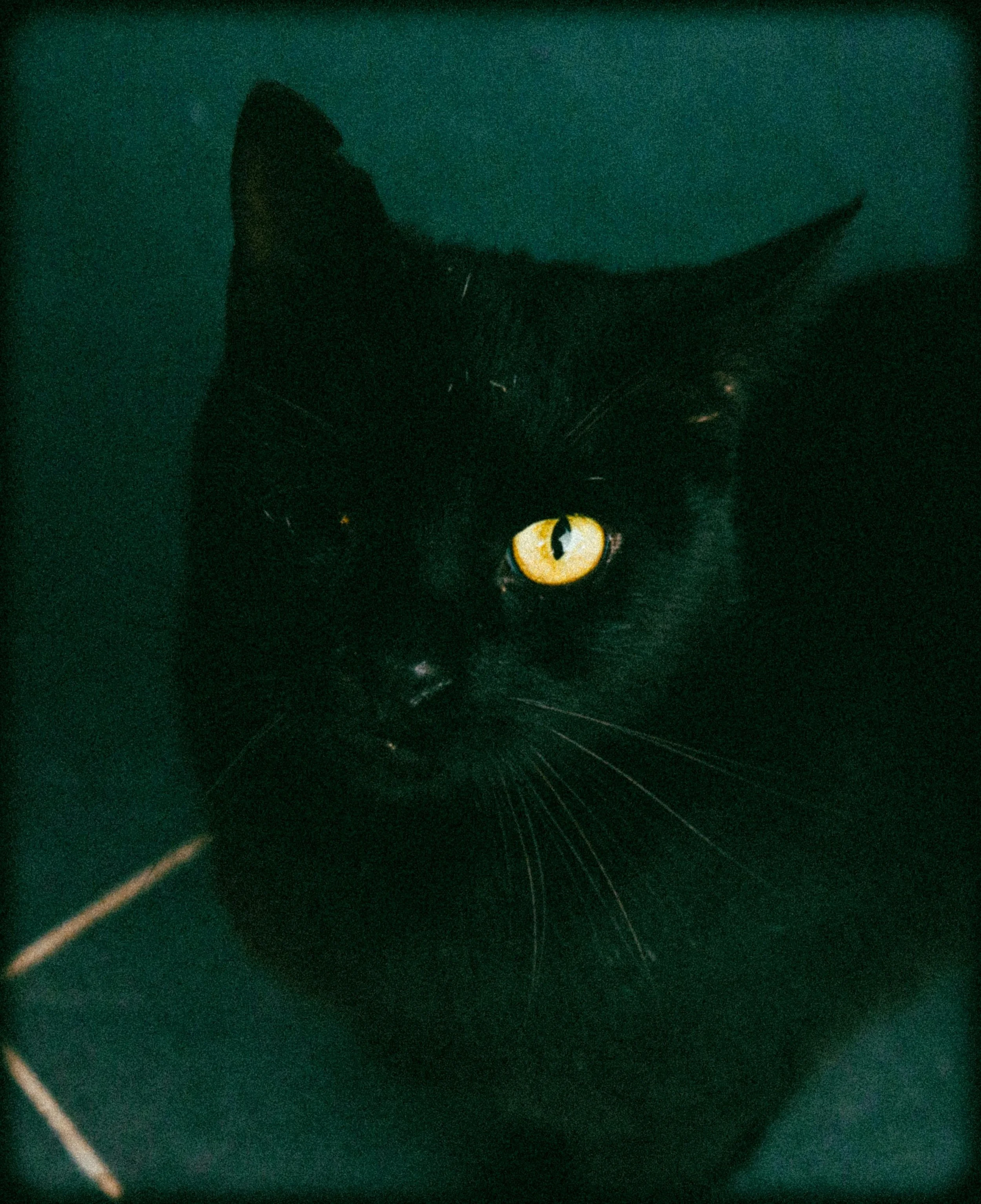 Anarchy Yoga Halloween Party