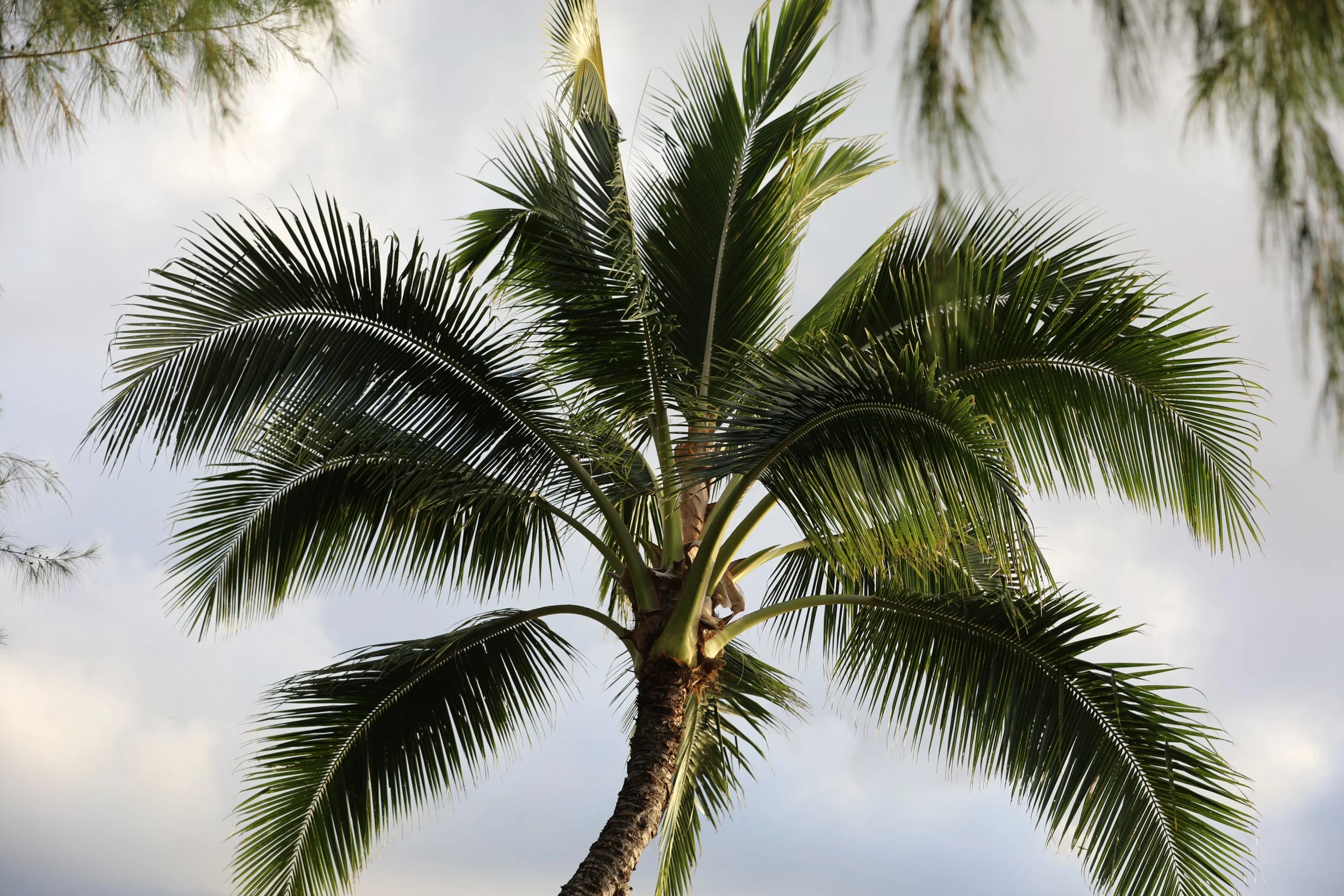 A tall palm tree with green fronds against a cloudy sky.