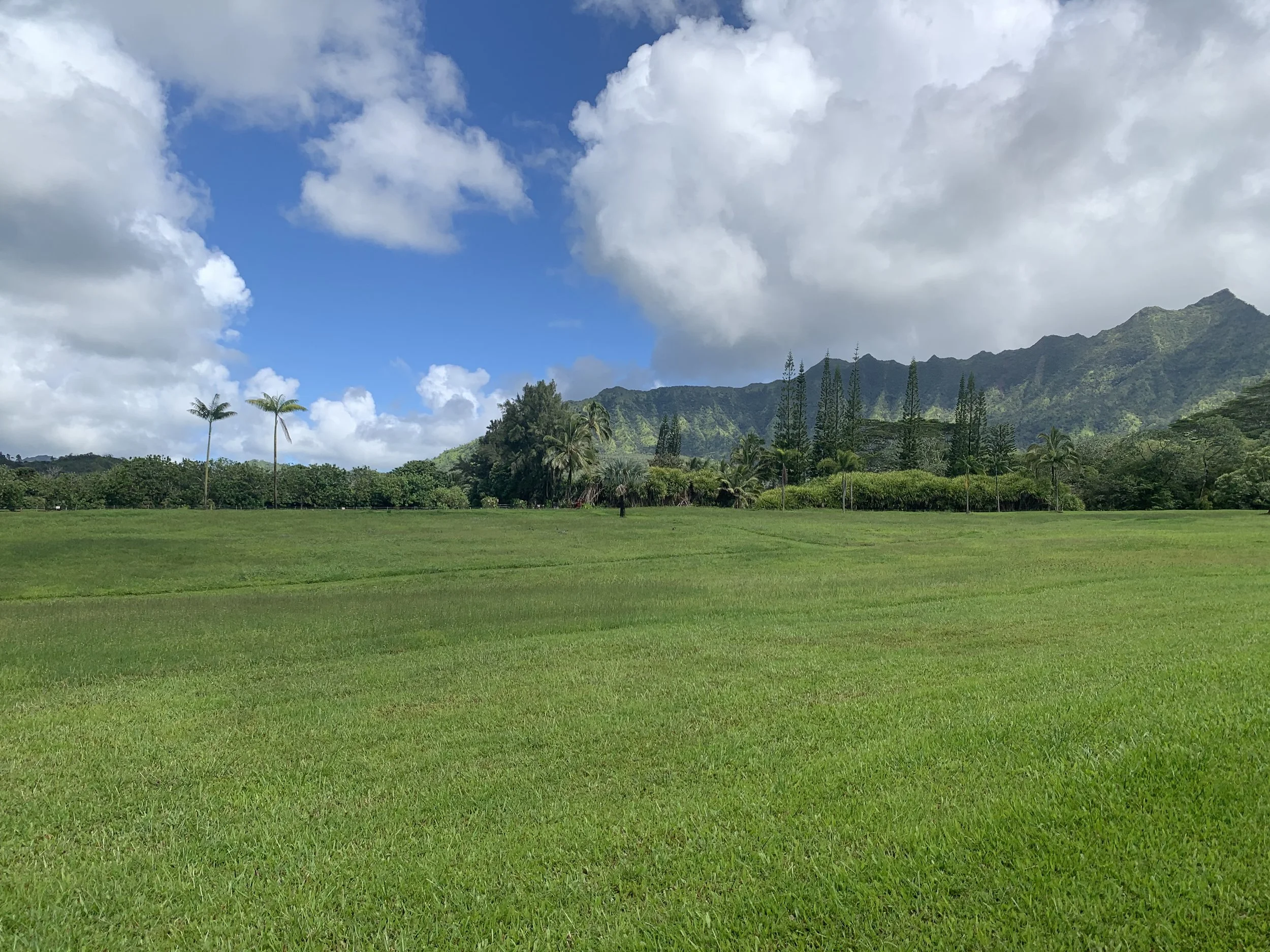 A lush green field with grass in the foreground, numerous palm trees, and a mountain range with green slopes in the background. The sky is partly cloudy with some blue visible.