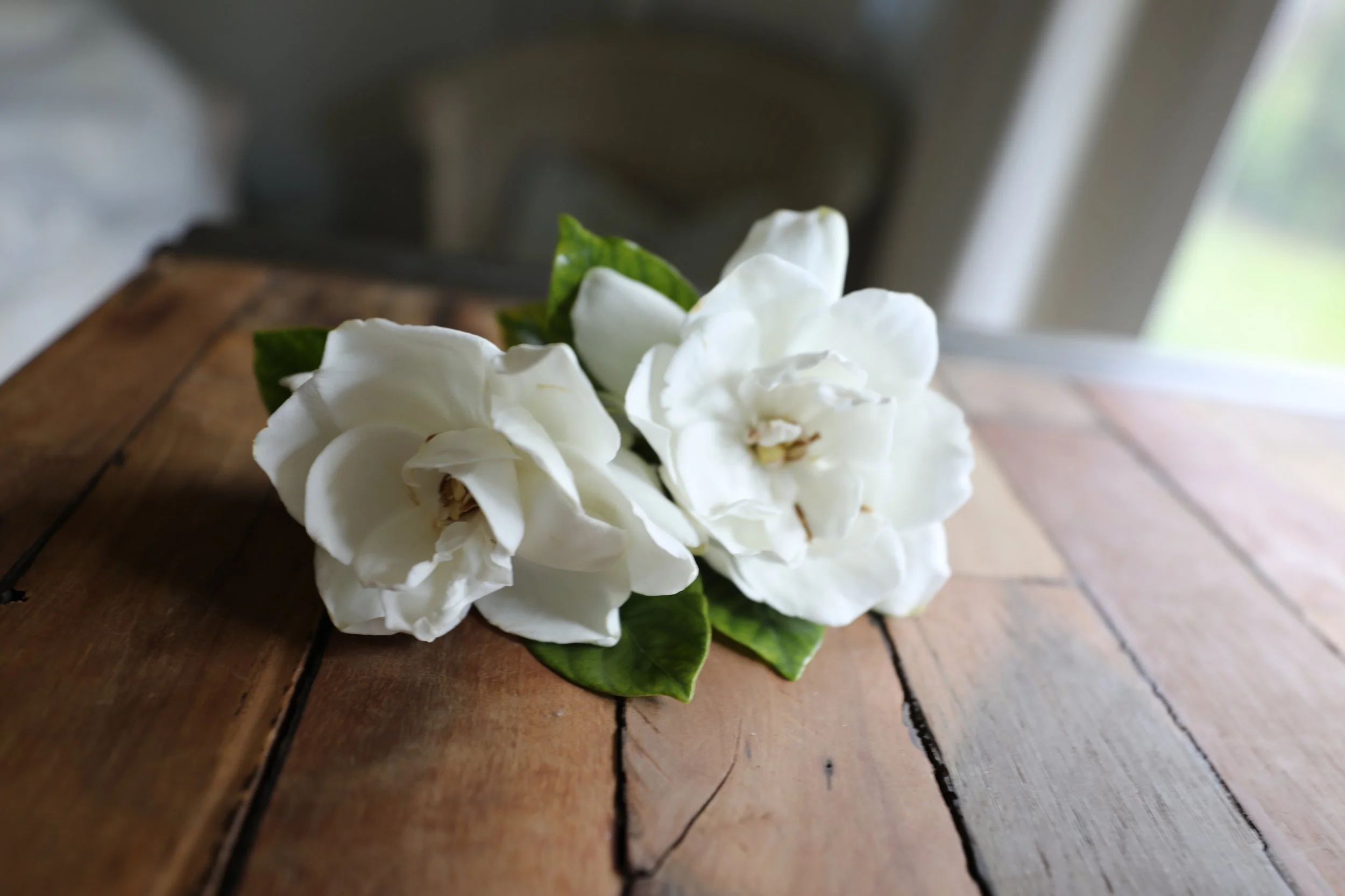 White gardenia flowers with green leaves resting on a wooden surface near a window.