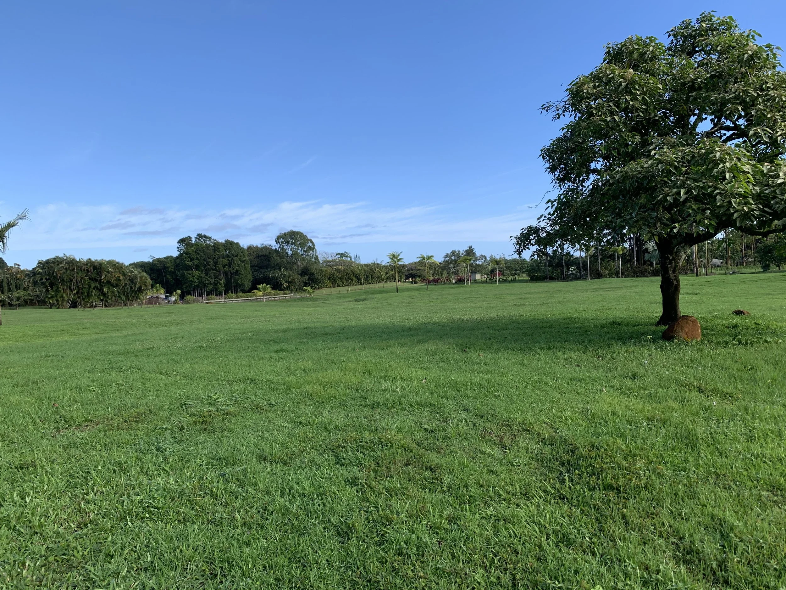 A lush green park with a large tree on the right side, rocks at the base of the tree, and a clear blue sky overhead.