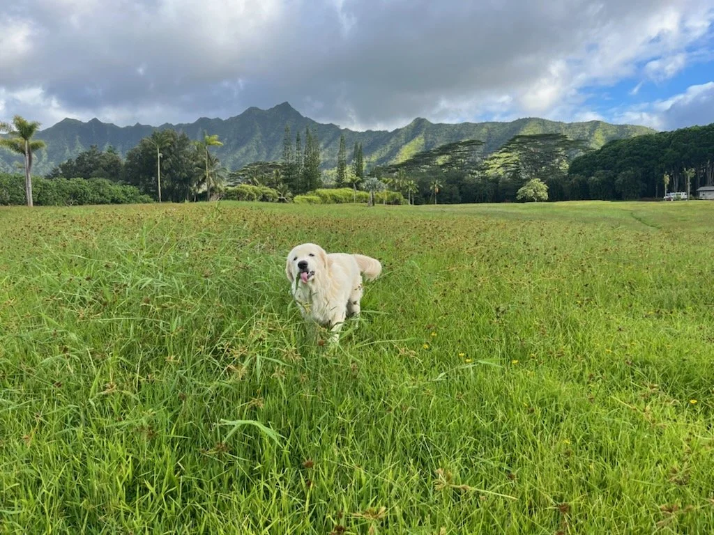 A friendly Golden Retriever dog standing in a grassy field with mountains and trees in the background under a partly cloudy sky.