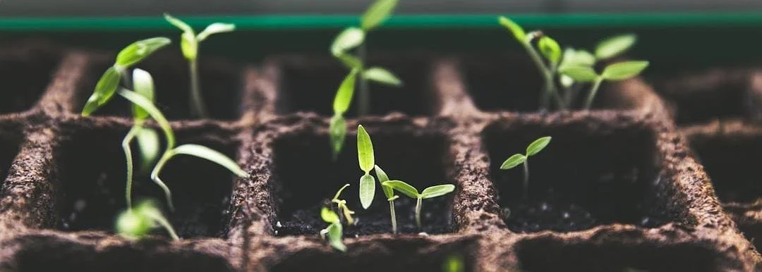Nature's Classroom: Exploring Gardening with Children