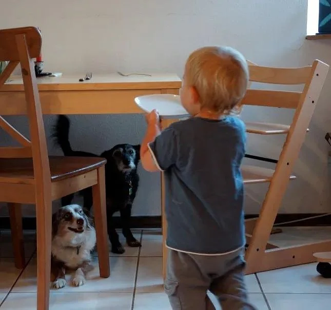 A Montessori home and kitchen with a toddler carrying real dishes to a low table
