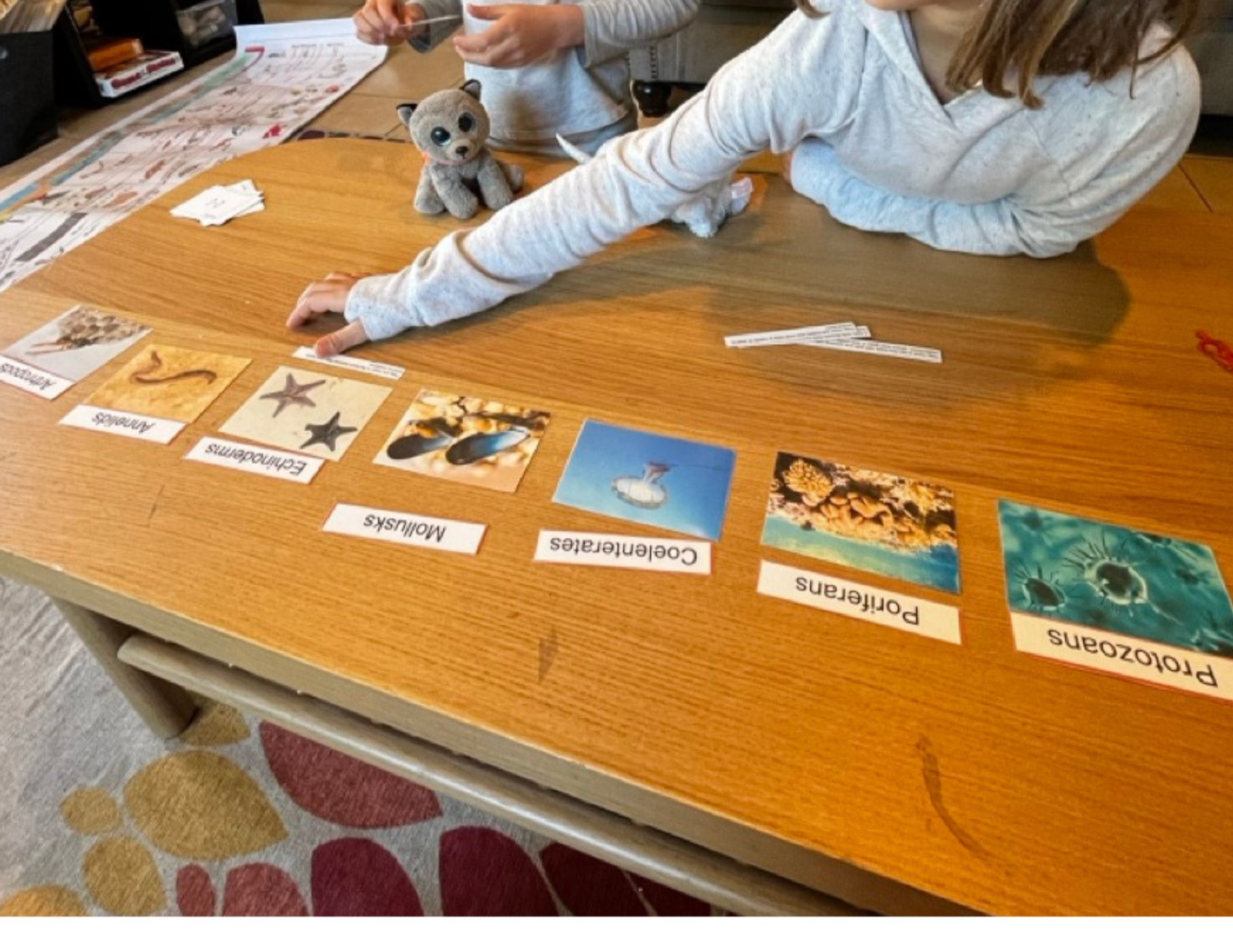 Montessori homeschool children work on a biology lesson in classification