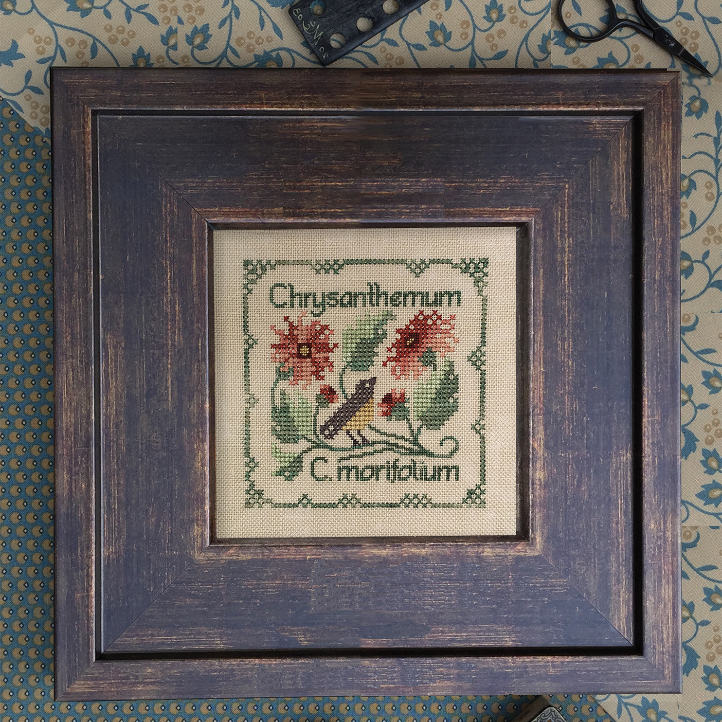 Chrysanthemum