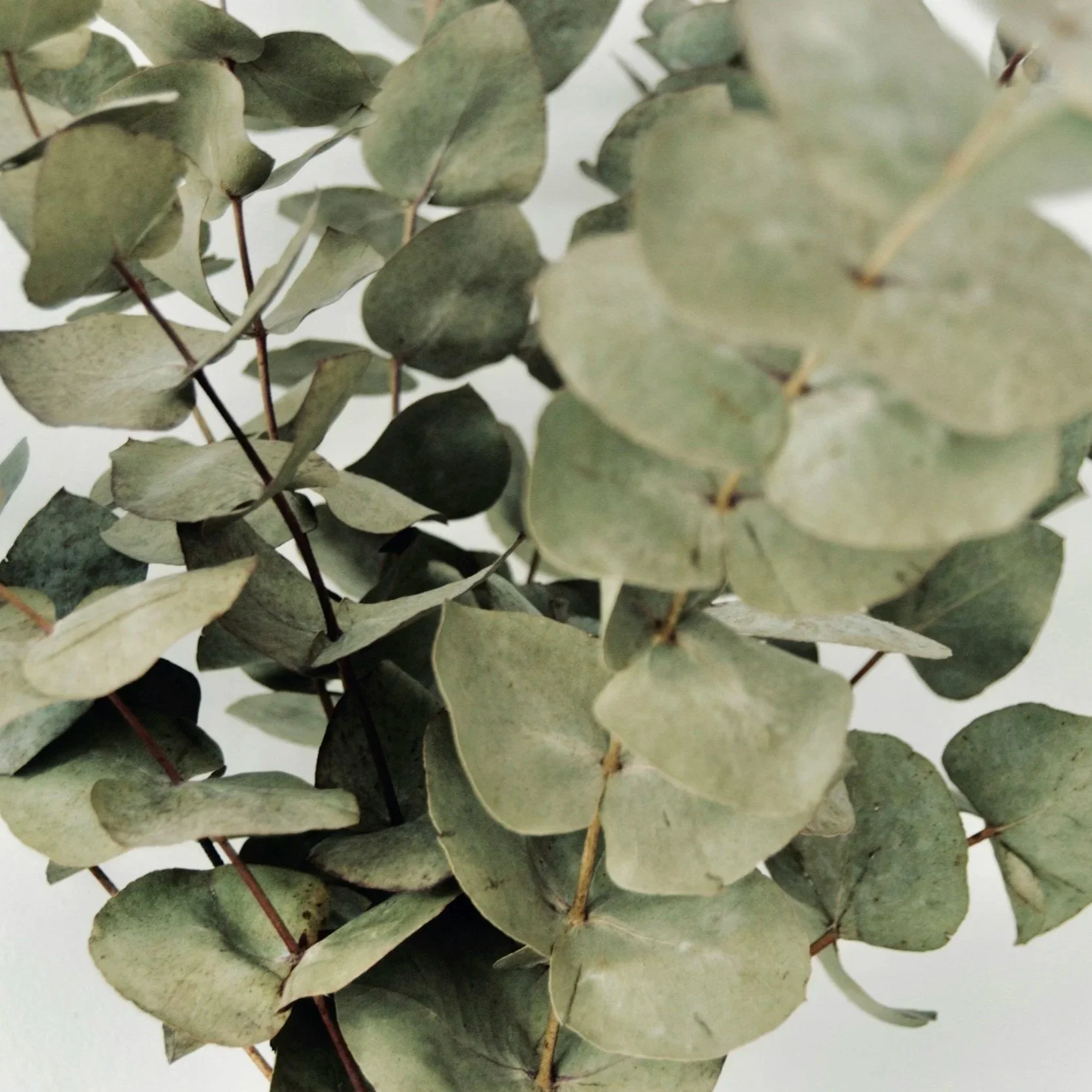 EUCALYPTUS — THE BREATH OF CLARITY