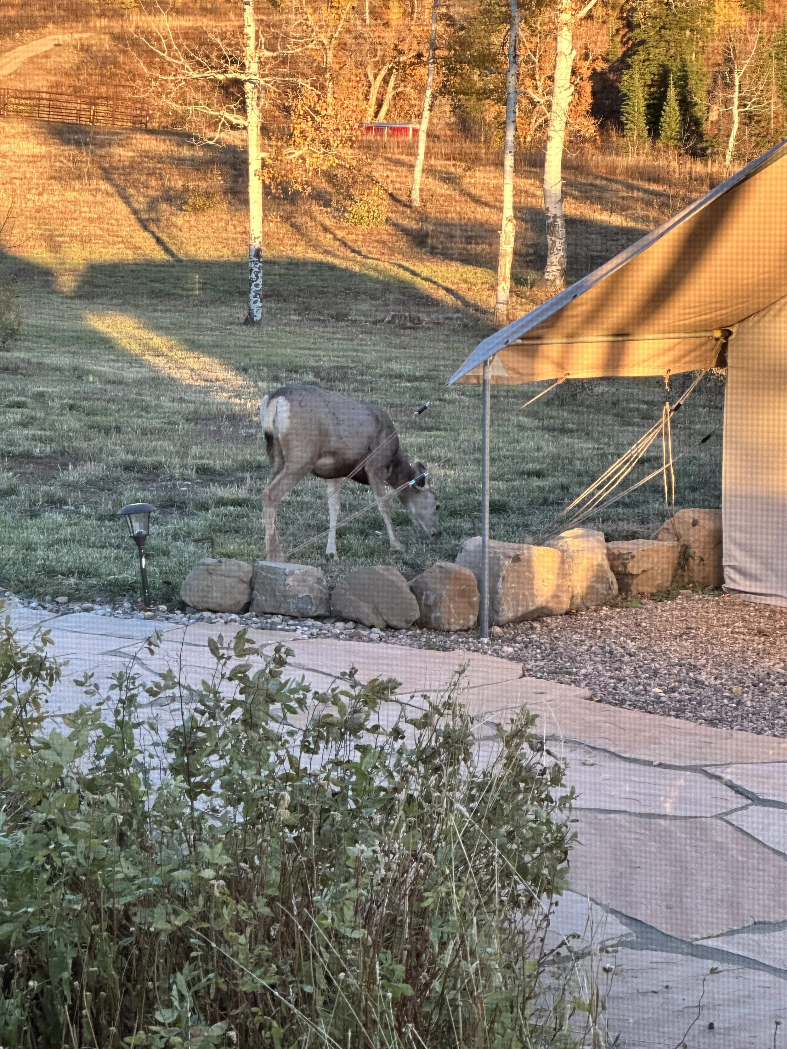 wildlife_doeInCamp_01.JPG