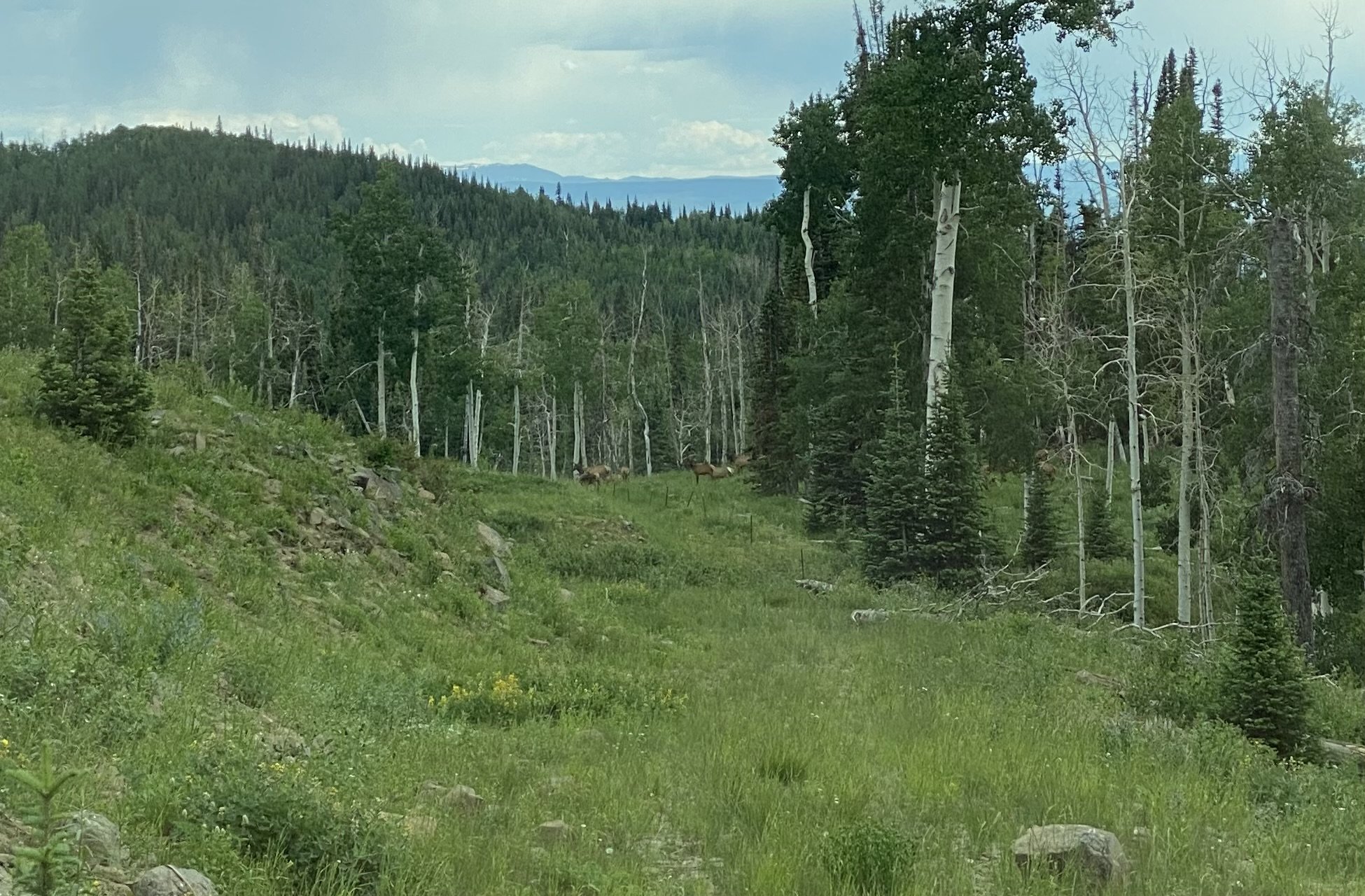 Summers can be lush and green after some good rains.