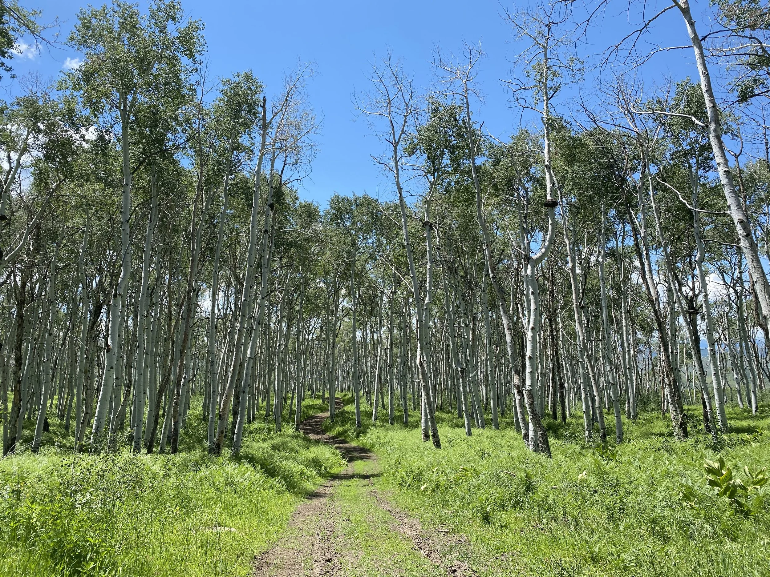 trail_aspens.jpeg