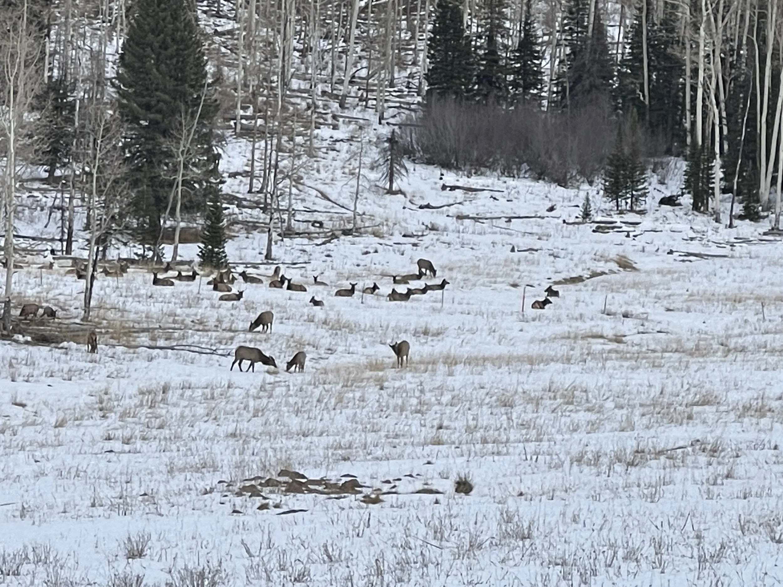wildlife_elk_vistaMeadow_01.JPG