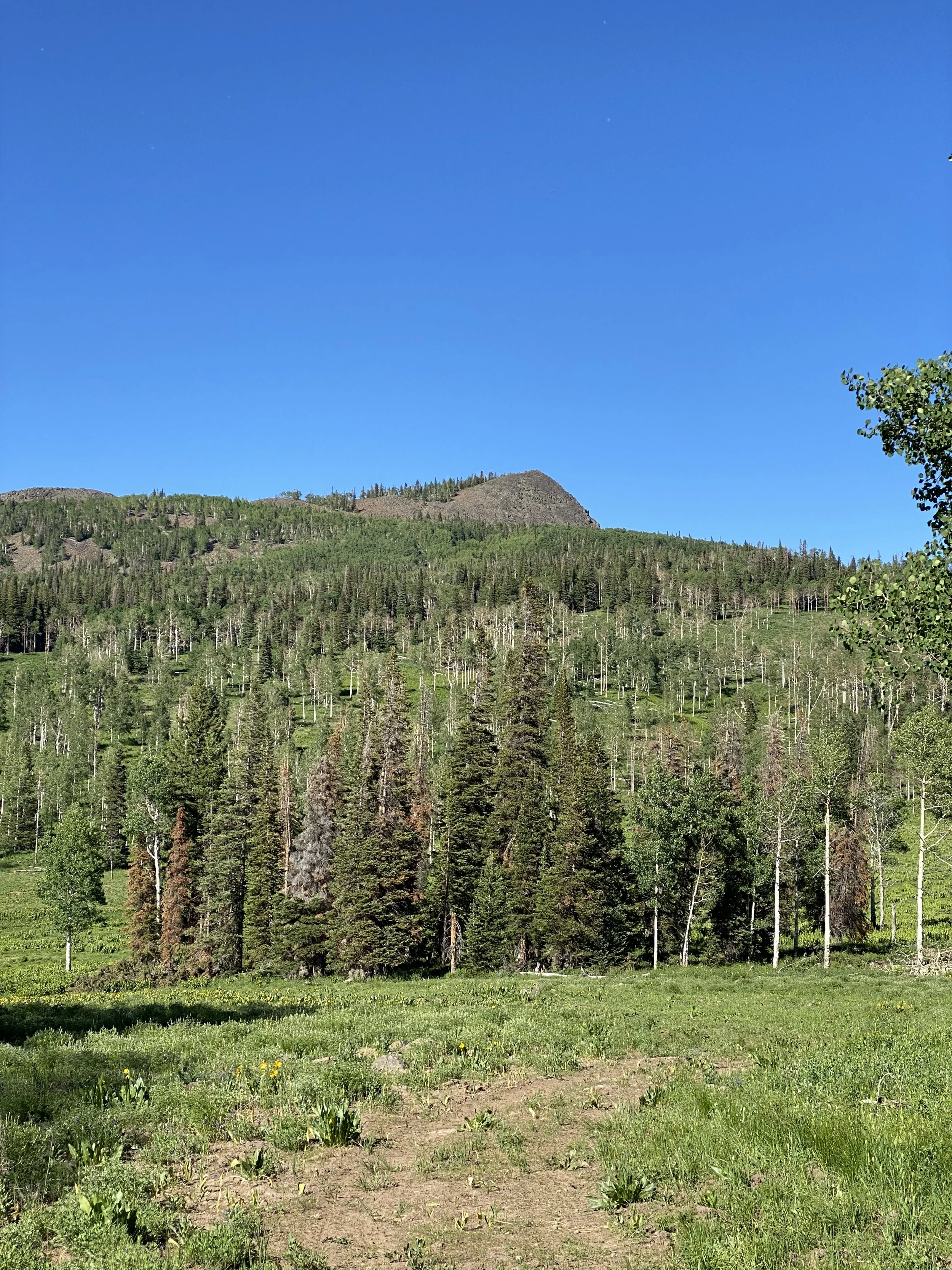 land_pilotKnob_01.jpeg