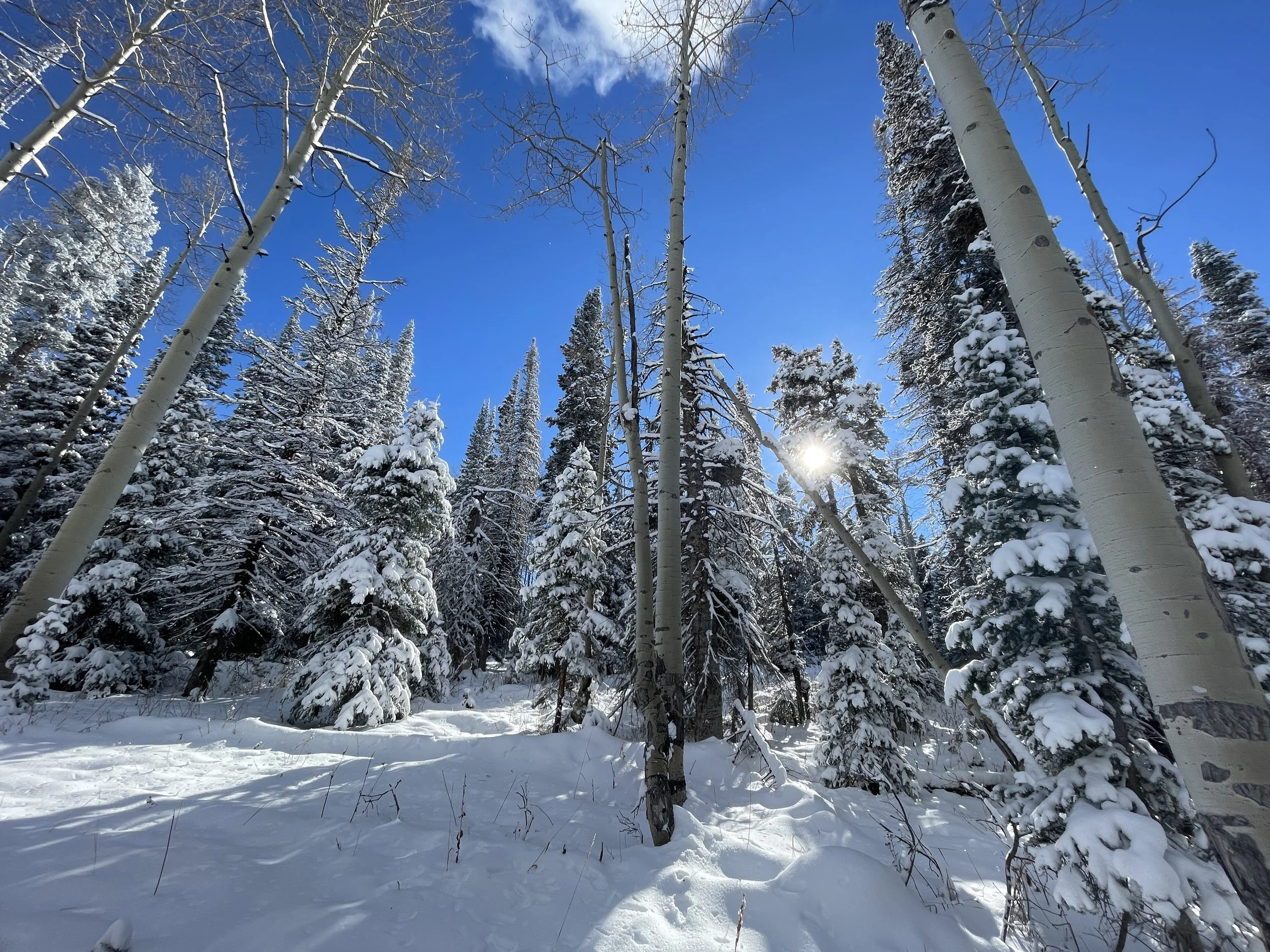 land_winterAspens_01.JPG