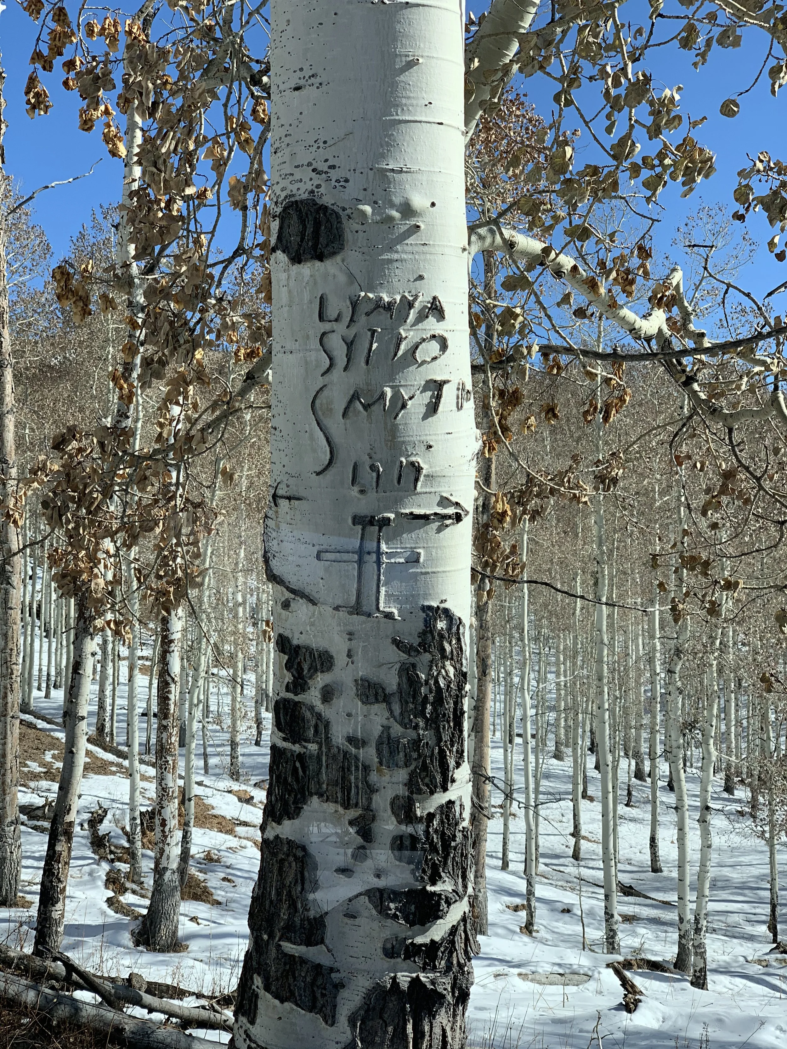 Aspen carvings, aka Arborglyphs.