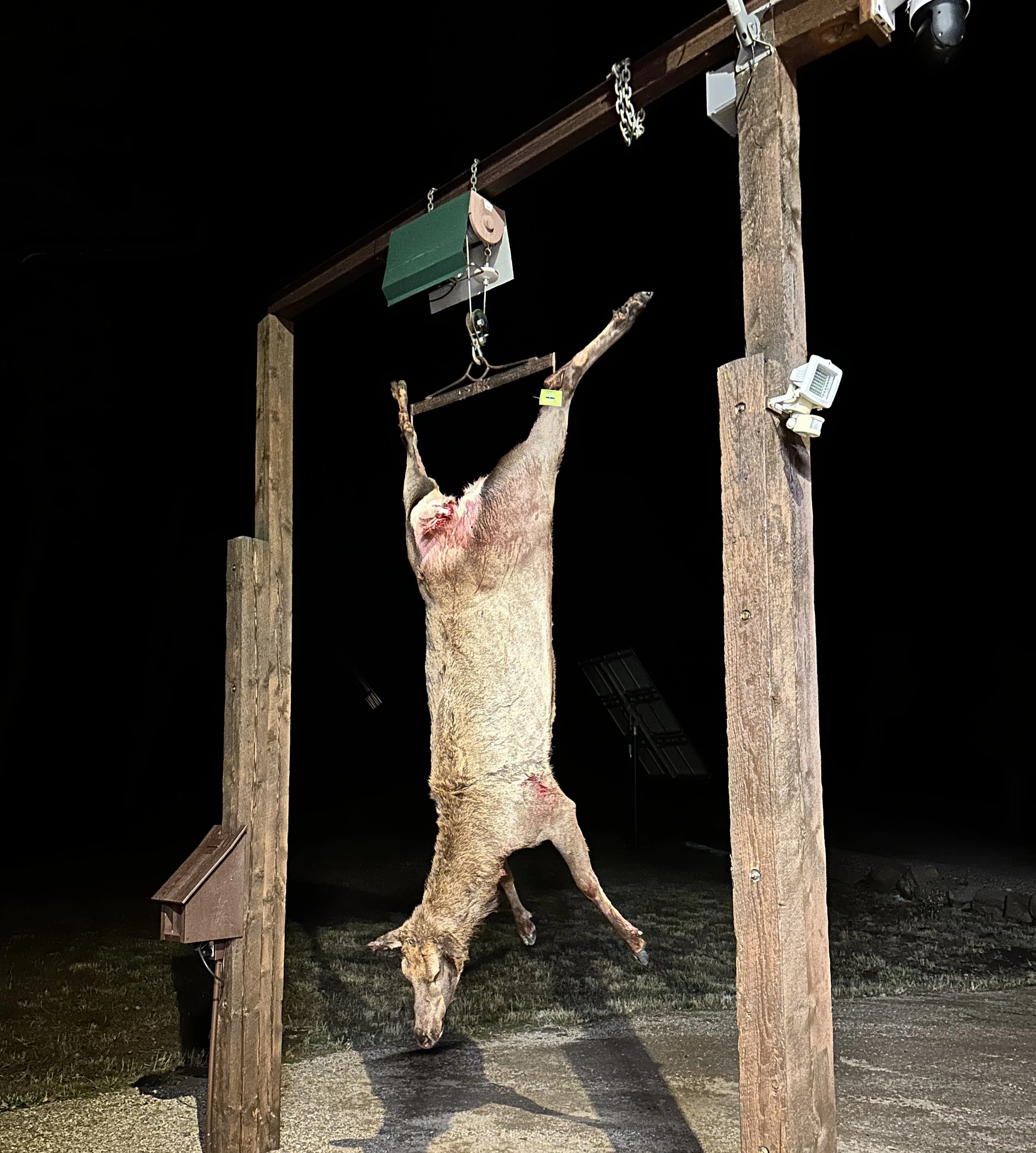 hunt_cow_bunky.JPG