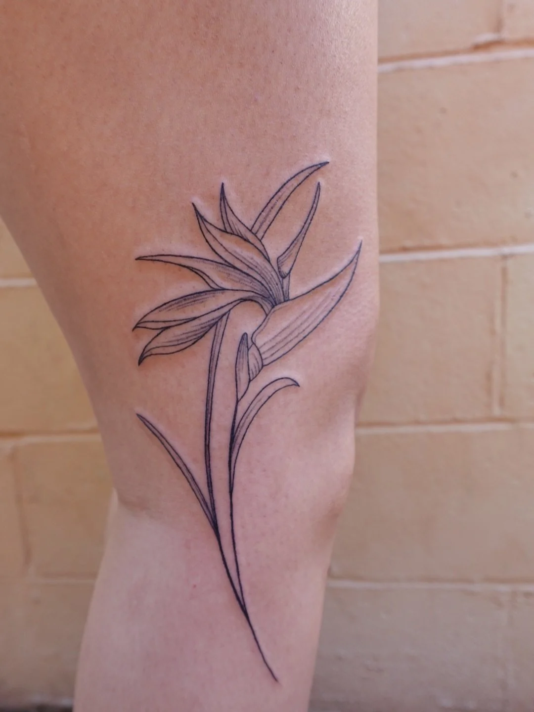 Bird of paradise tattoo framing the side of the knee? Yes please! 😍

#tattooartistsacramento #birdofparadisetattoo #kneetattoo