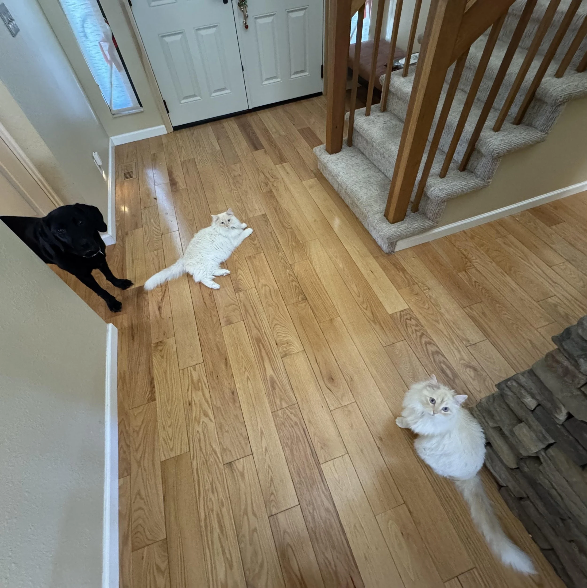 A black lab and two white cats sitting on the floor