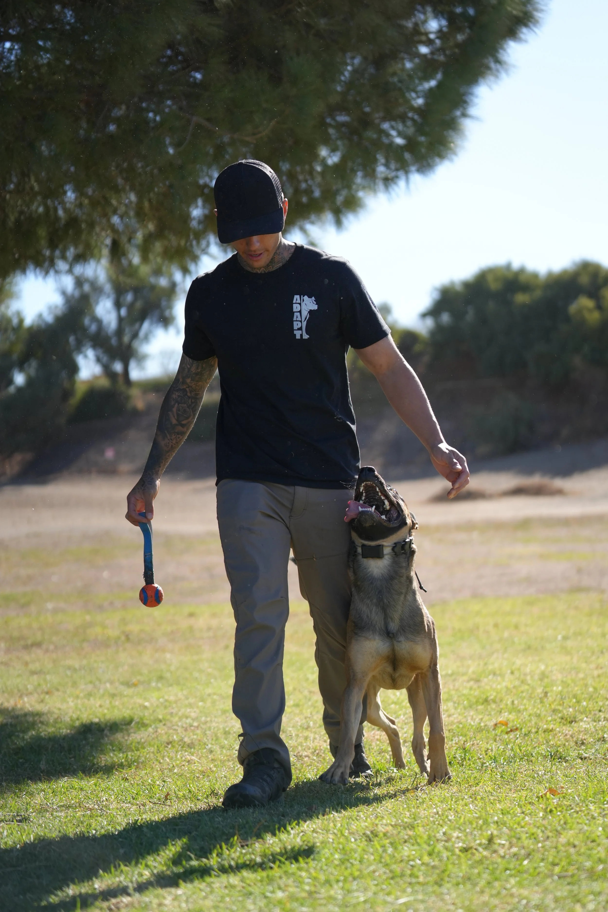 A man and a German Shepherd dog practicing obedience or training outdoors on a sunny day.