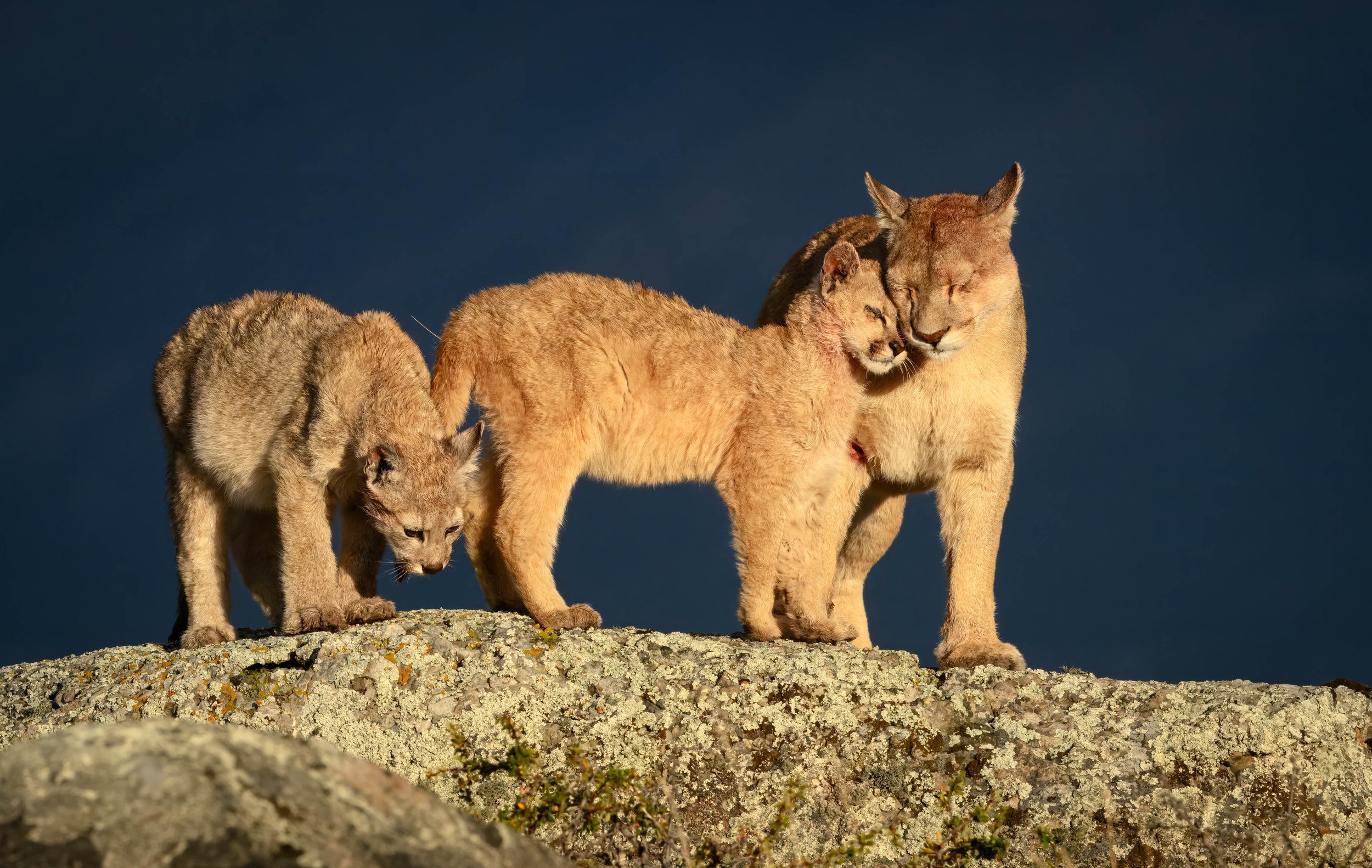 Puma Family-2.jpg