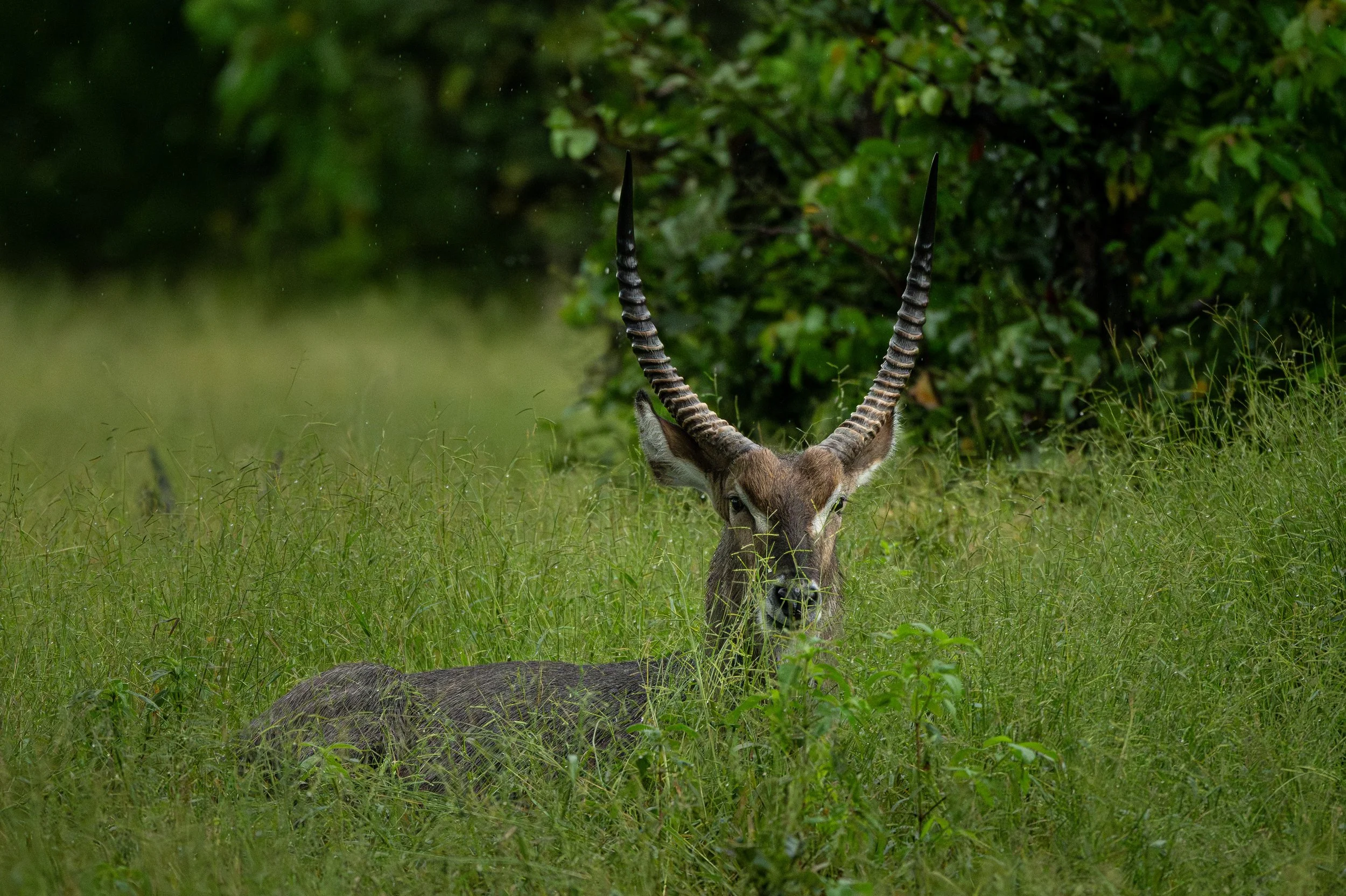 Water Buck, Botswana