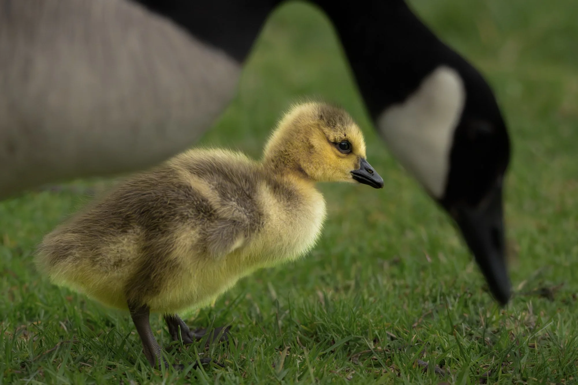 Canada Gosling-2.jpg