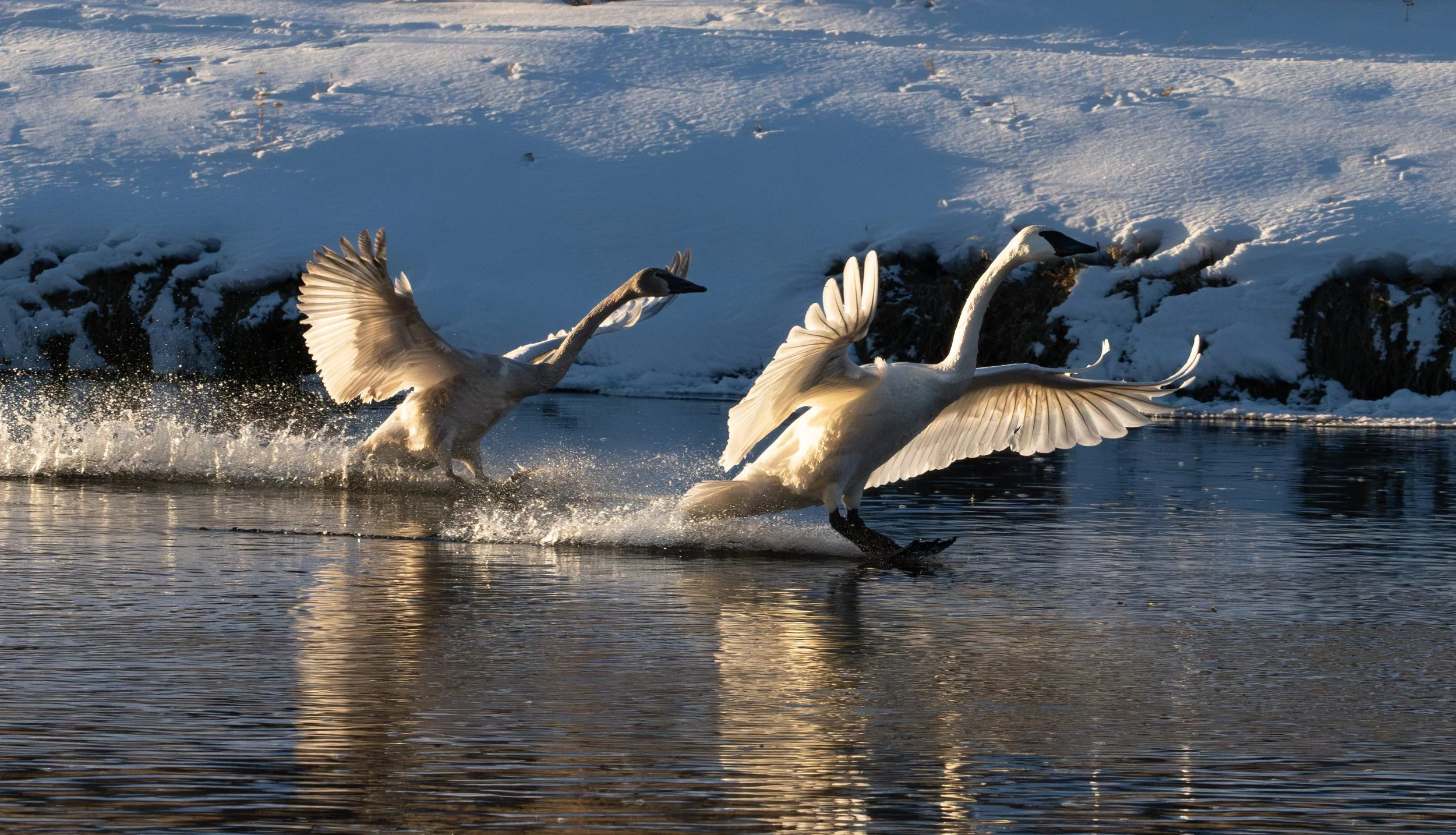Swan landing-43.jpg