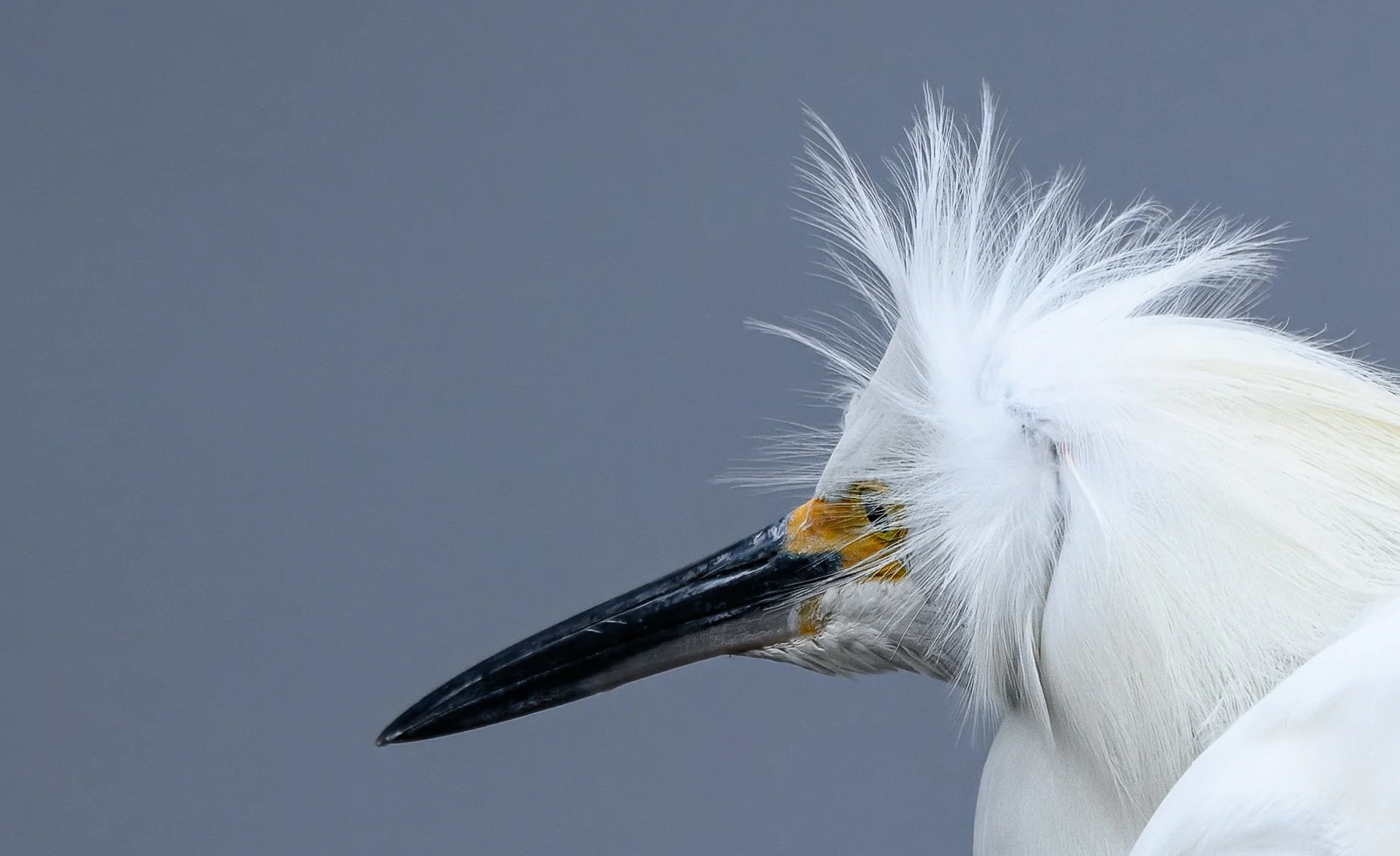 Snowy Egret -2.jpg