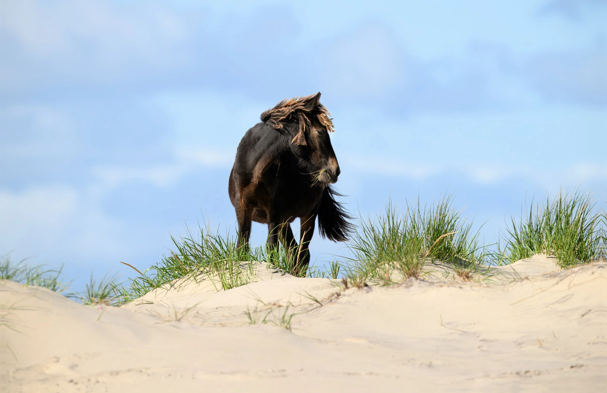 Sable Island National Park Reserve Wild Horse-12.jpg